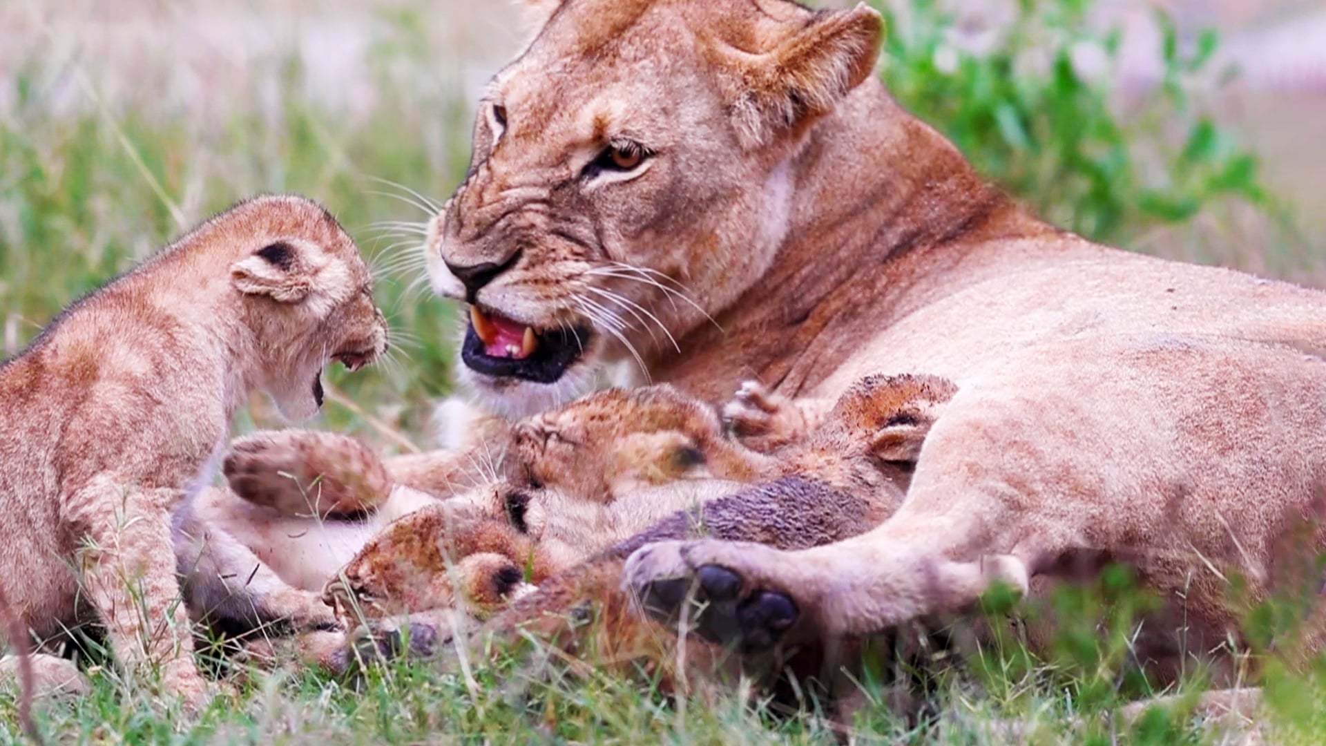 Four Adorable Lion Cubs Annoy Their Mom