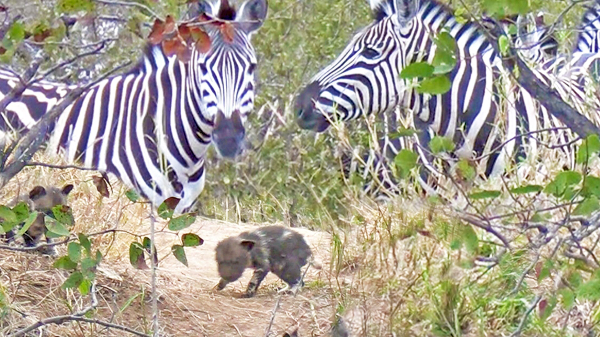 Zebras Come to Visit Newborn Wild Dog Pups