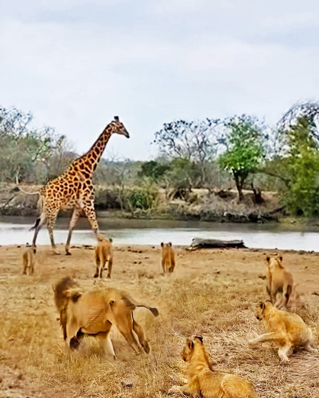 Clever Giraffe Escapes 25 Lions