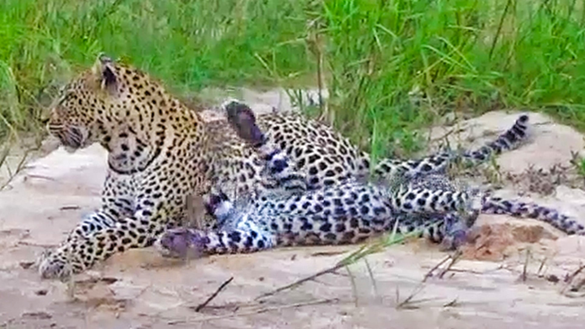 Leopard Cub Practices Hunting On Mom