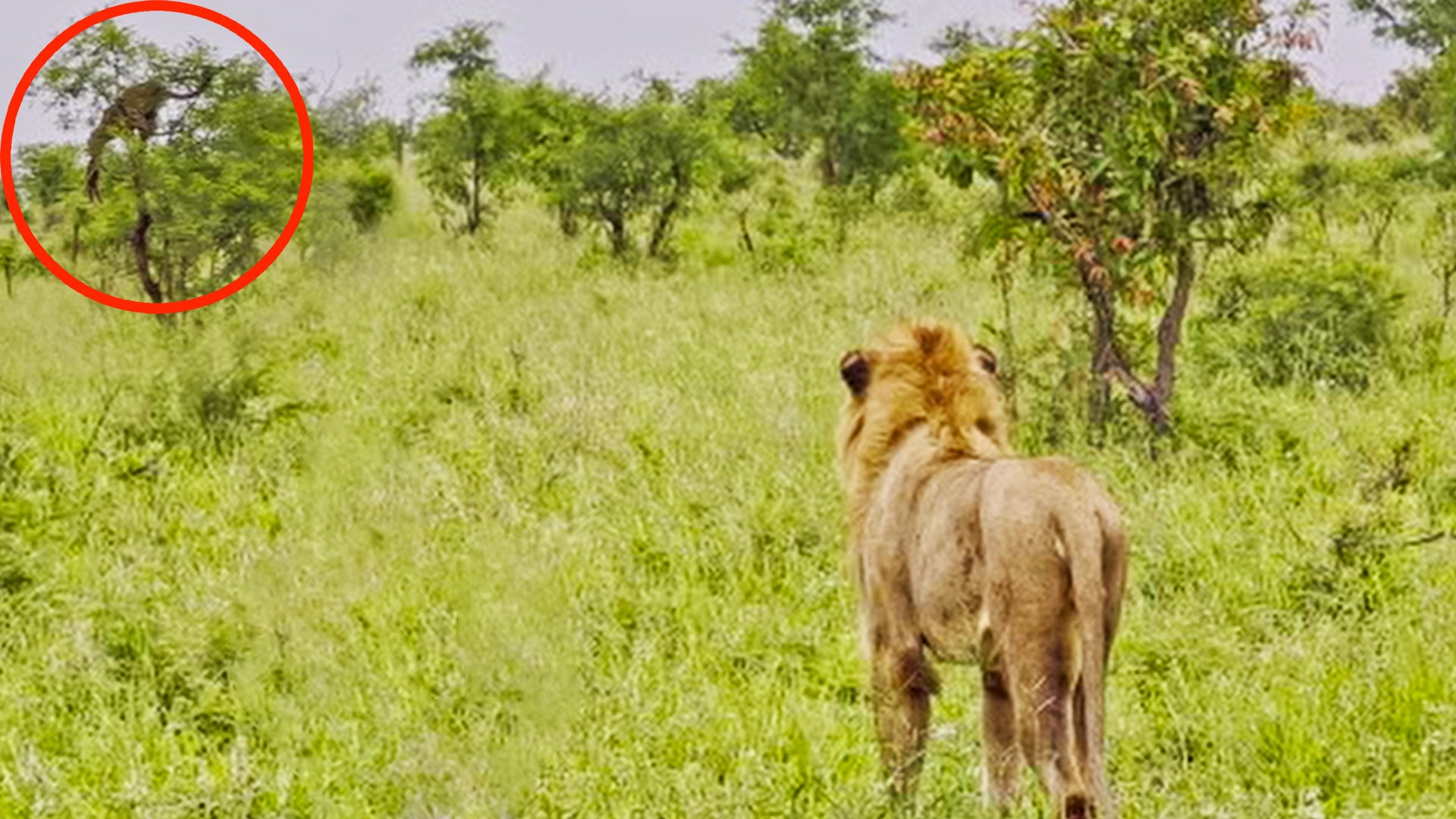Leopard Bolts Away From 3 Lions