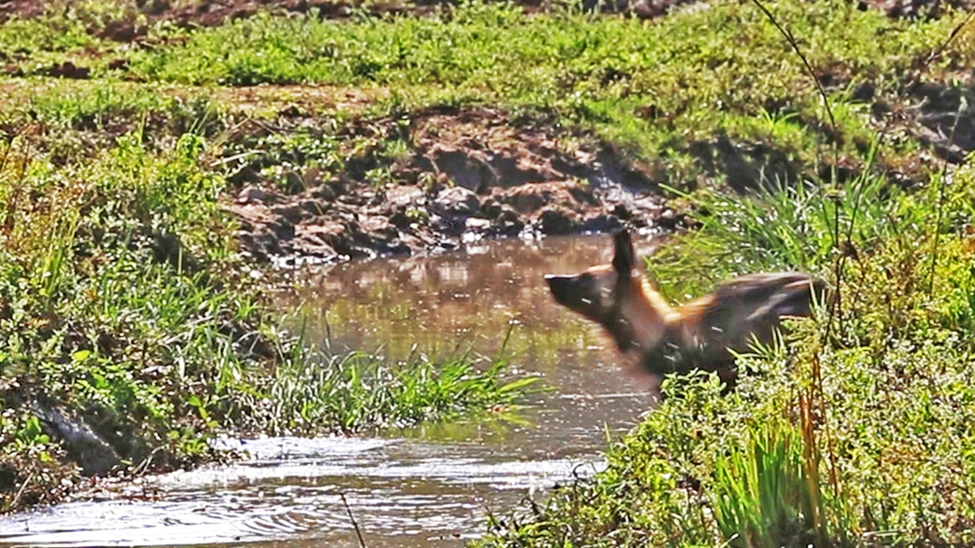 Wild Dog Face Plants Into River