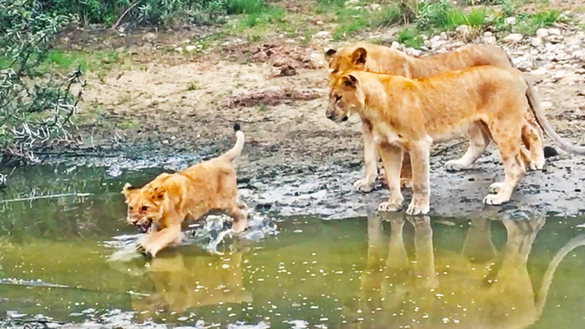Lion Cubs Are Scared To Cross a River