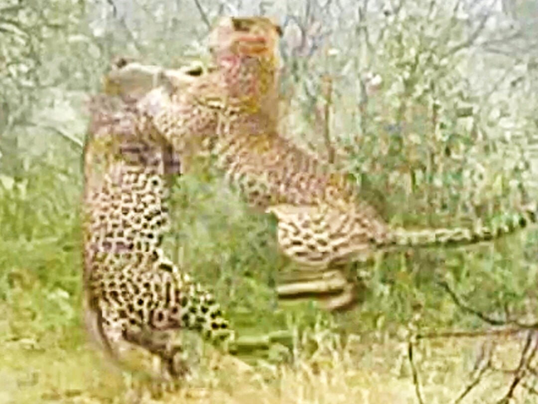 Male Leopards Have a Territorial Fight In the Road