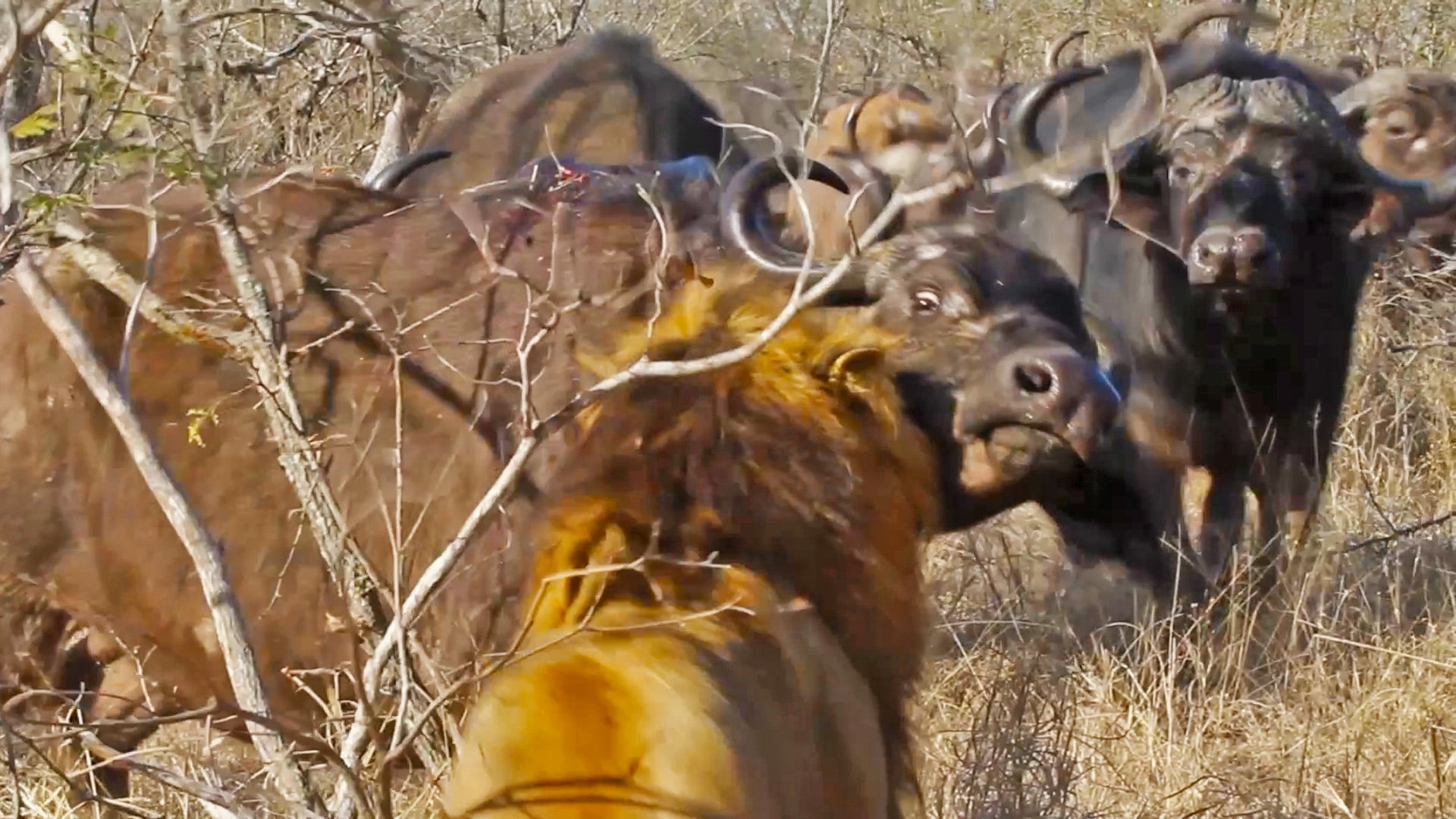 Buffalos Run In To Save Brother From 2 Male Lions