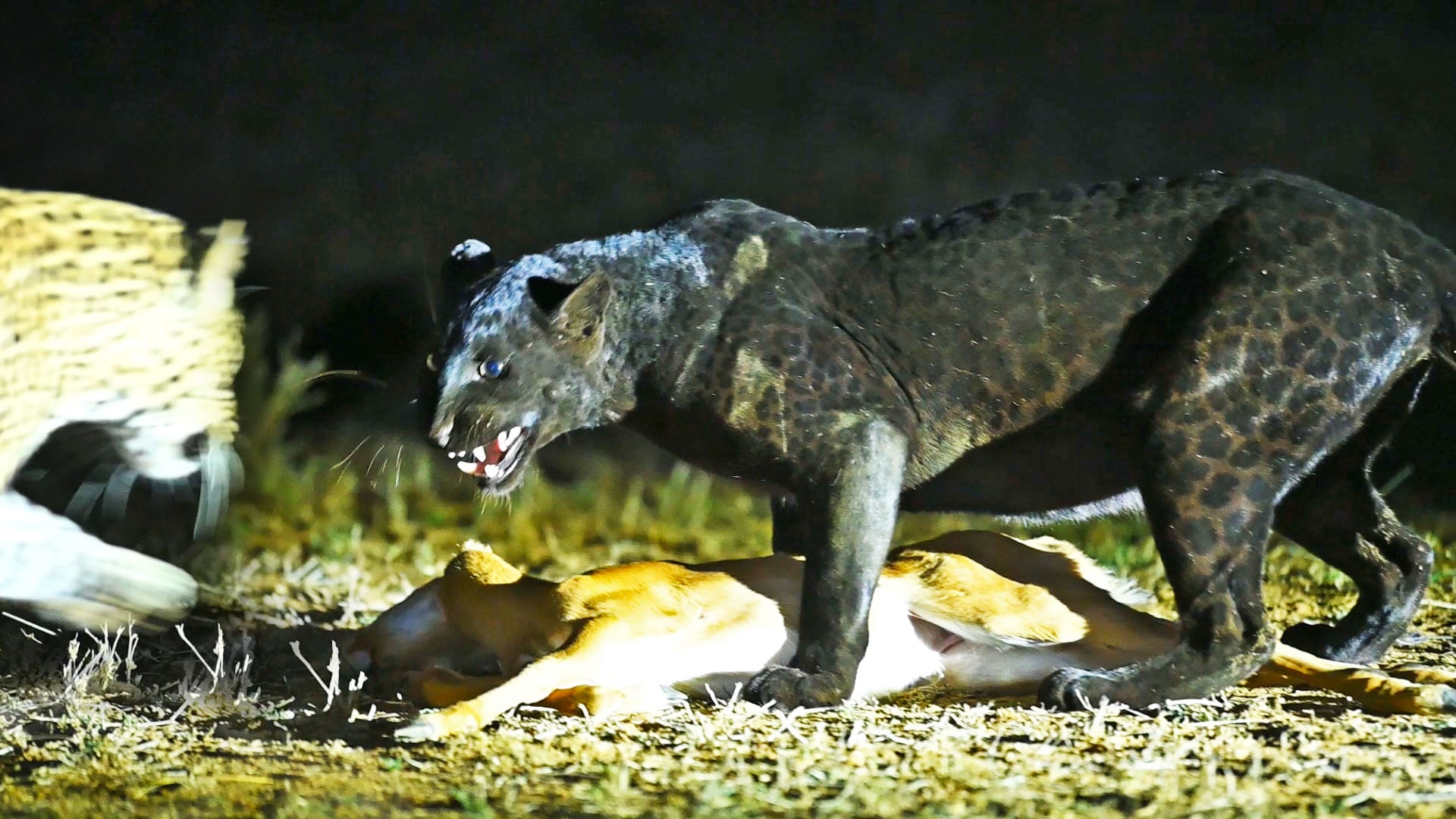 Black Leopard Gets Chased off Meal by Leopard