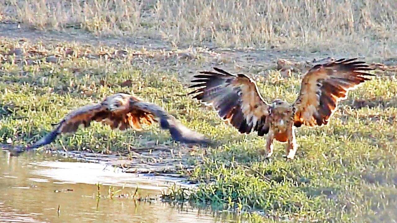 Two Eagles Have an Intense Brawl