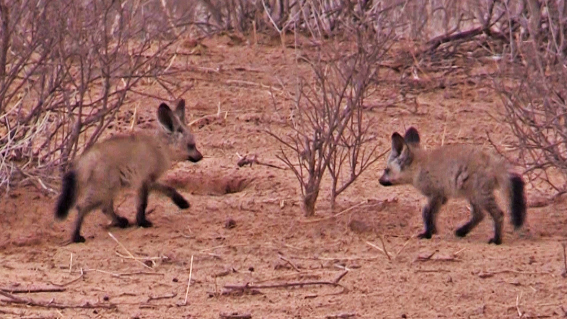 Adorable Baby Foxes Zoom Around Like Sonic 