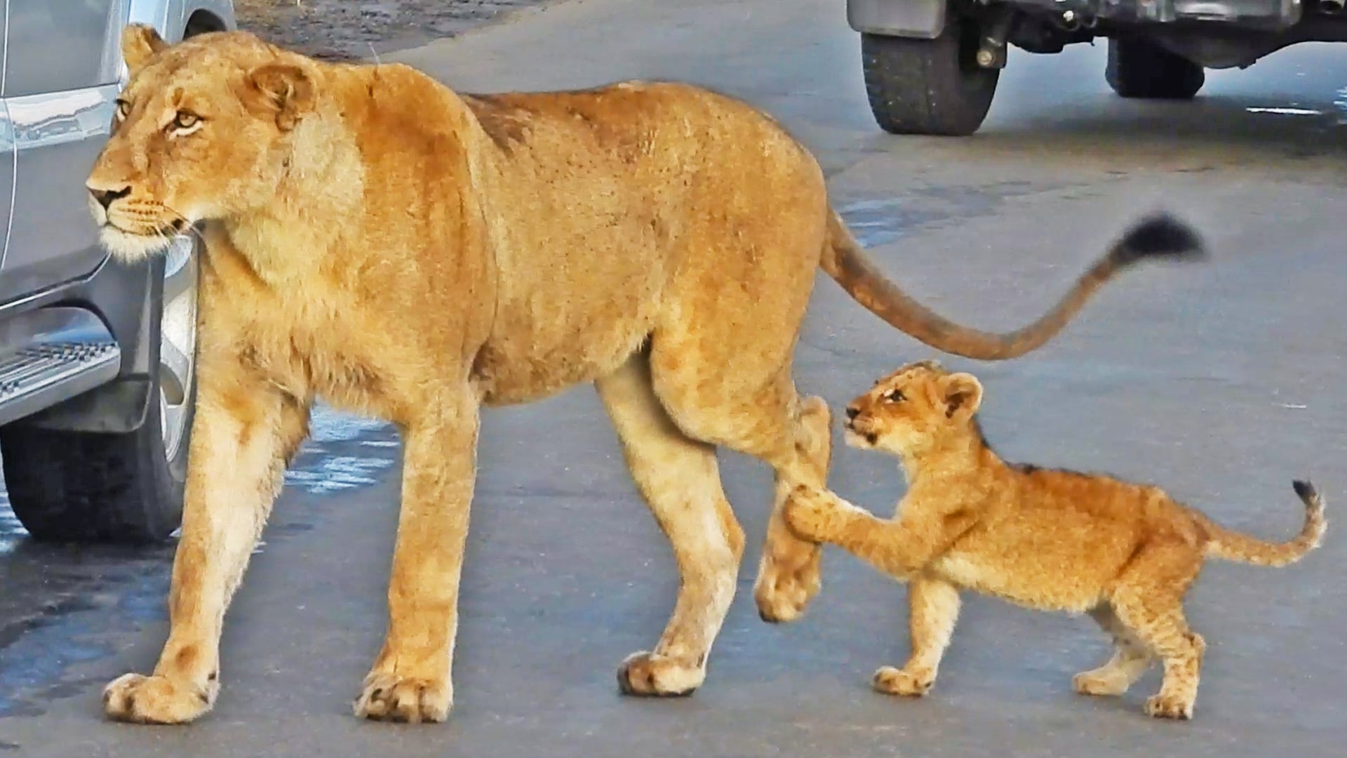 Naughty Lion Cub Annoys His Whole Family
