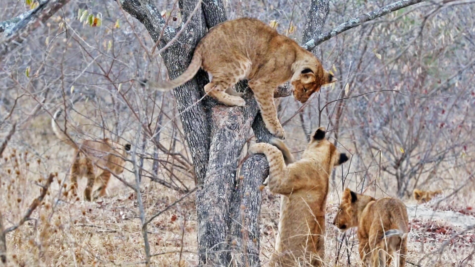 Lion Cubs Try To Pull Sibling Down From Tree 