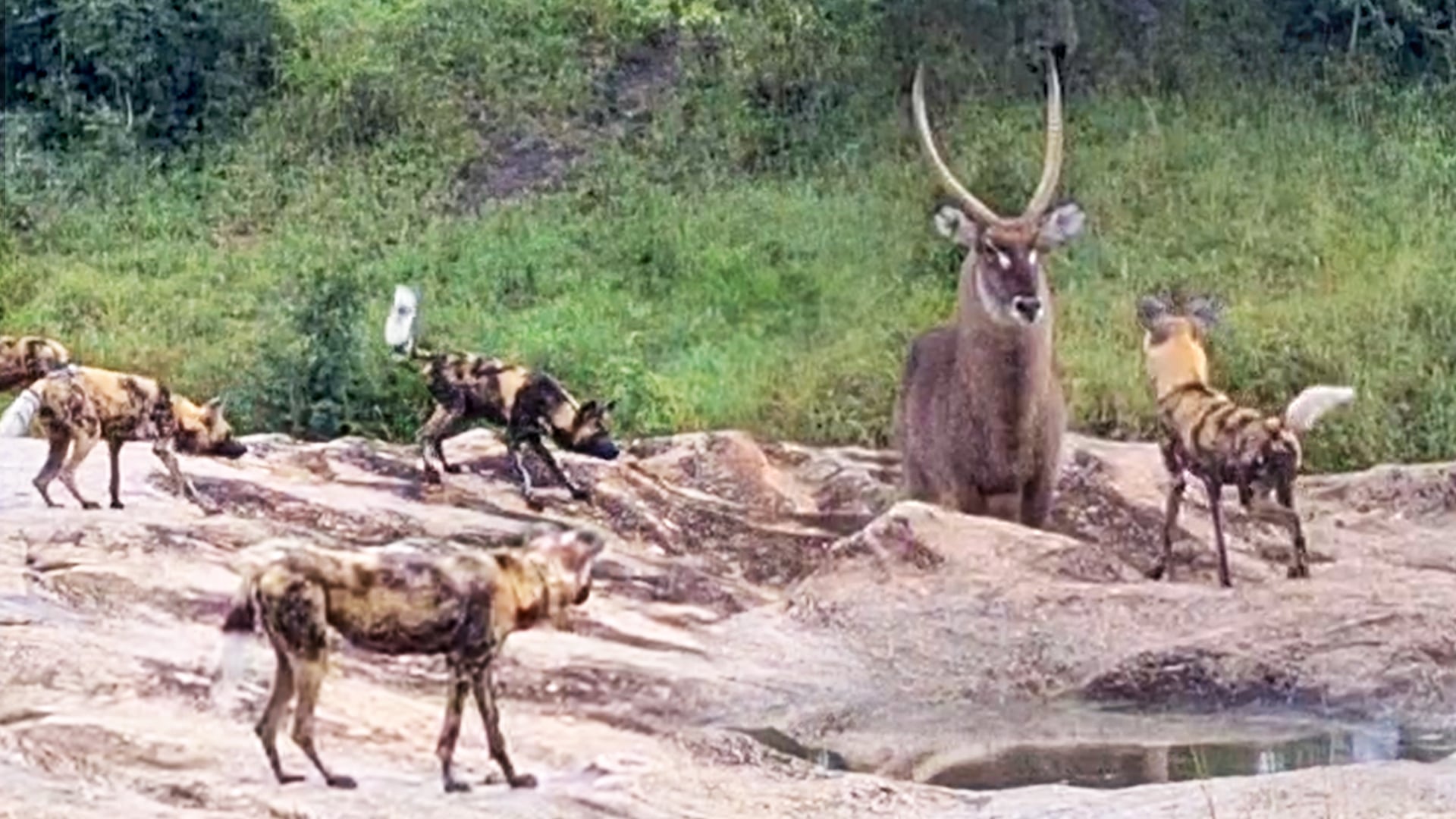 Waterbuck Defends Itself Against Circling Wild Dogs