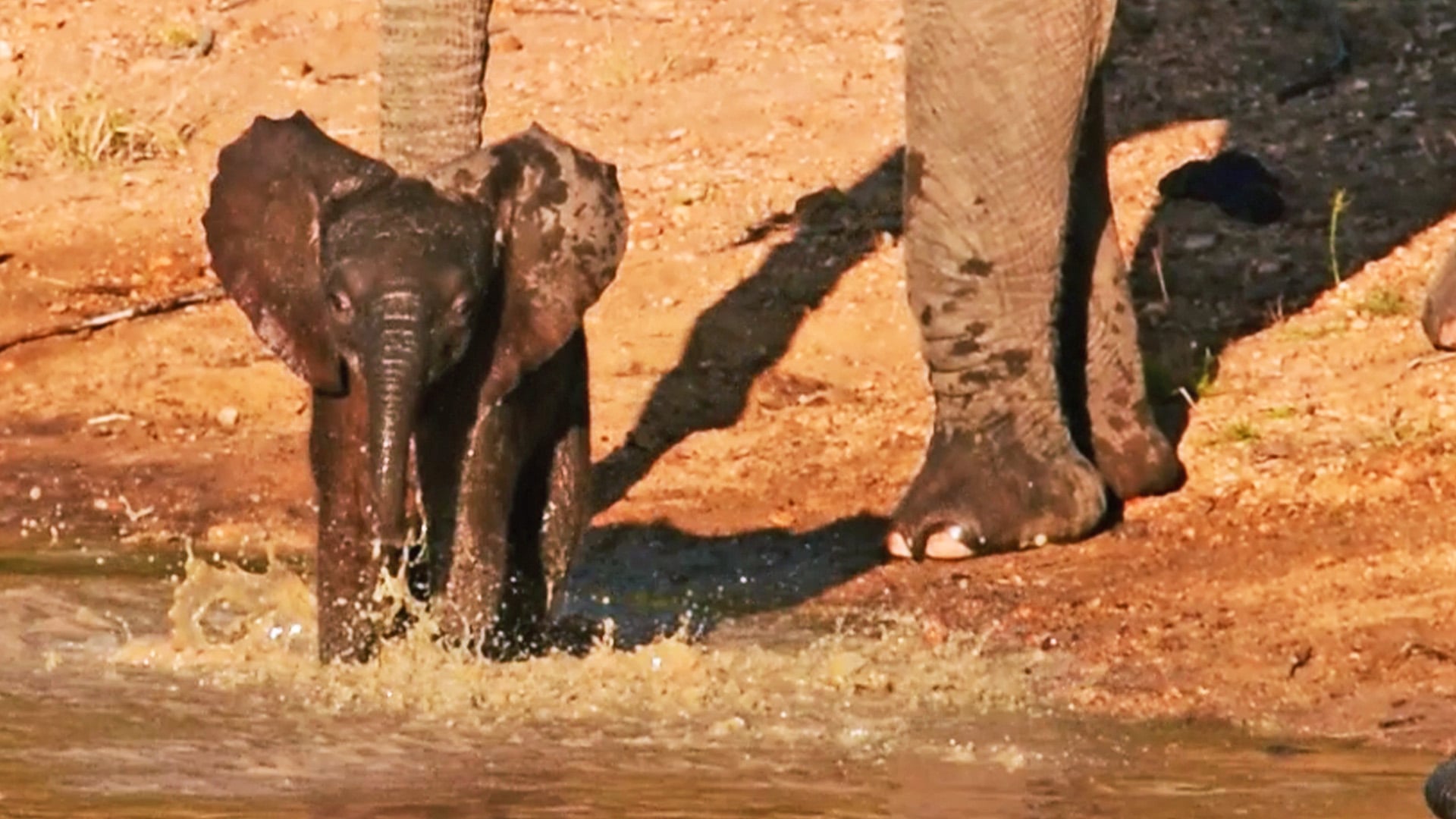 Baby Elephants Play In Water For the First Time