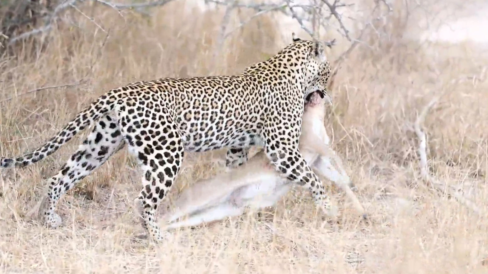 3 Leopards Clash Over a Duiker