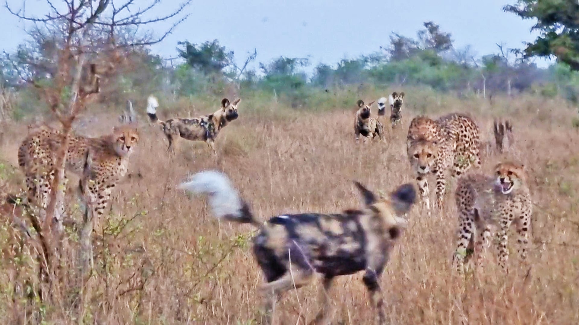 Cheetahs Protect Their Cubs From Wild Dogs
