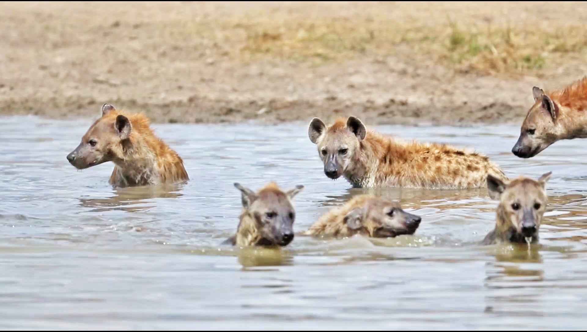 Entire Hyena Clan Go For A Swim