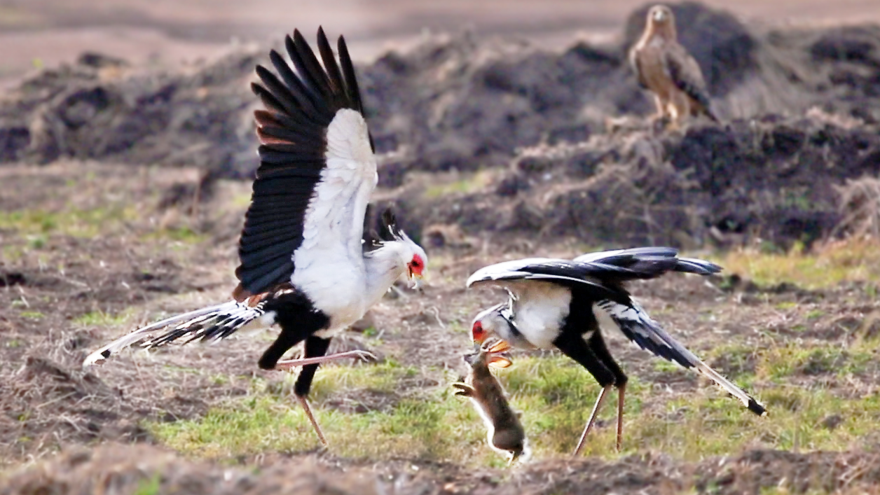 2 Secretary Birds Stomp Down a Little Rabbit