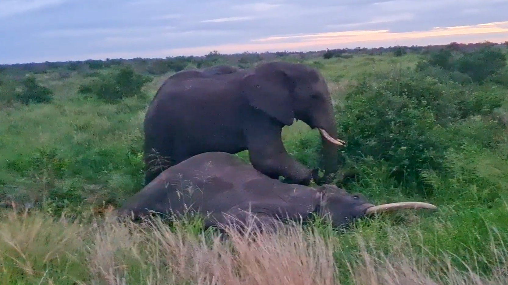 Elephant Wakes Up a Sleeping Bull Next to Road