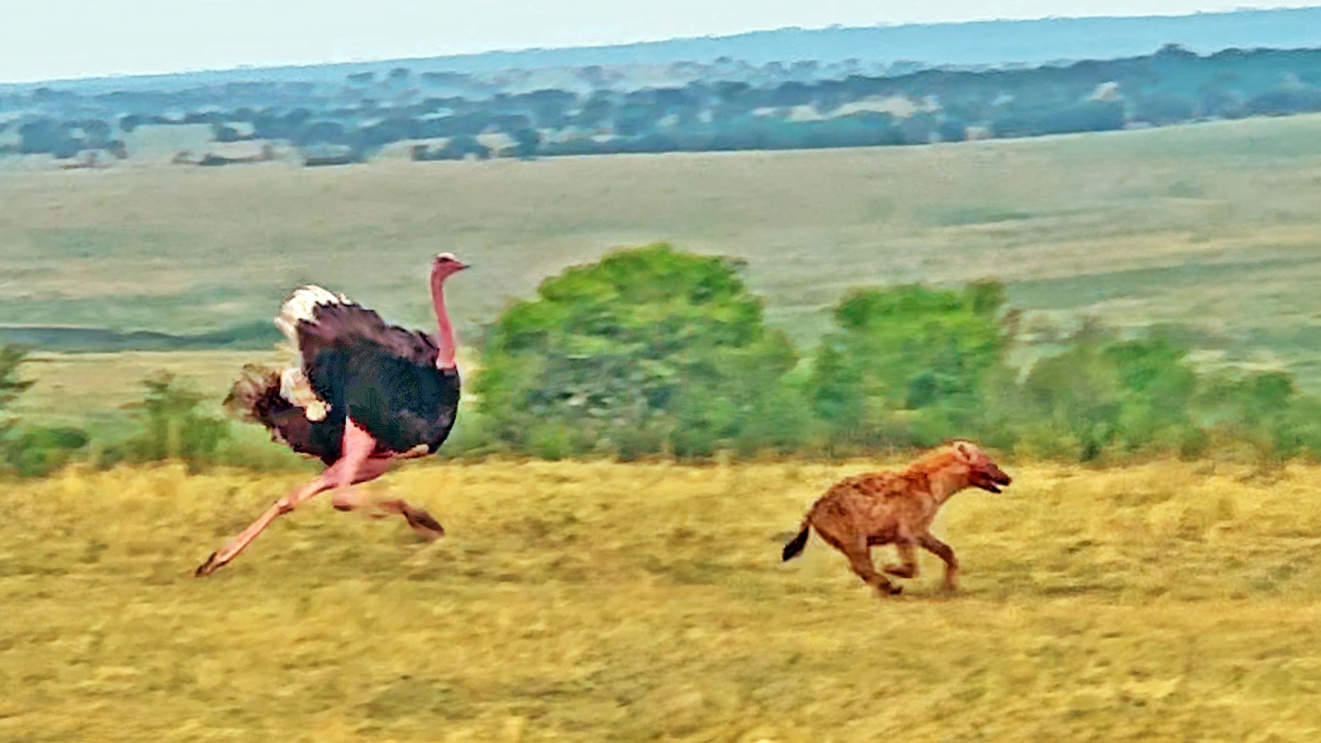 Fearless Ostrich Chases Down a Hyena 