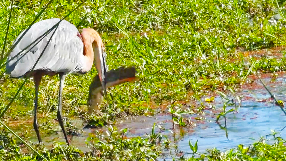 Goliath Heron Gulps Down a Big Fish