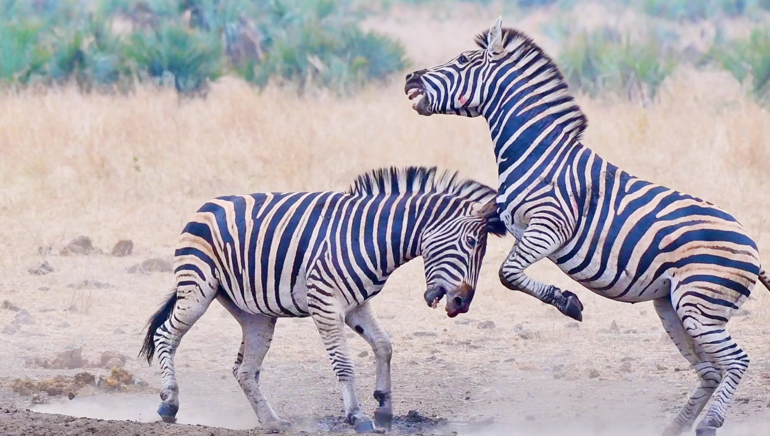 Zebras Have an Intense Fight At Watering Spot 