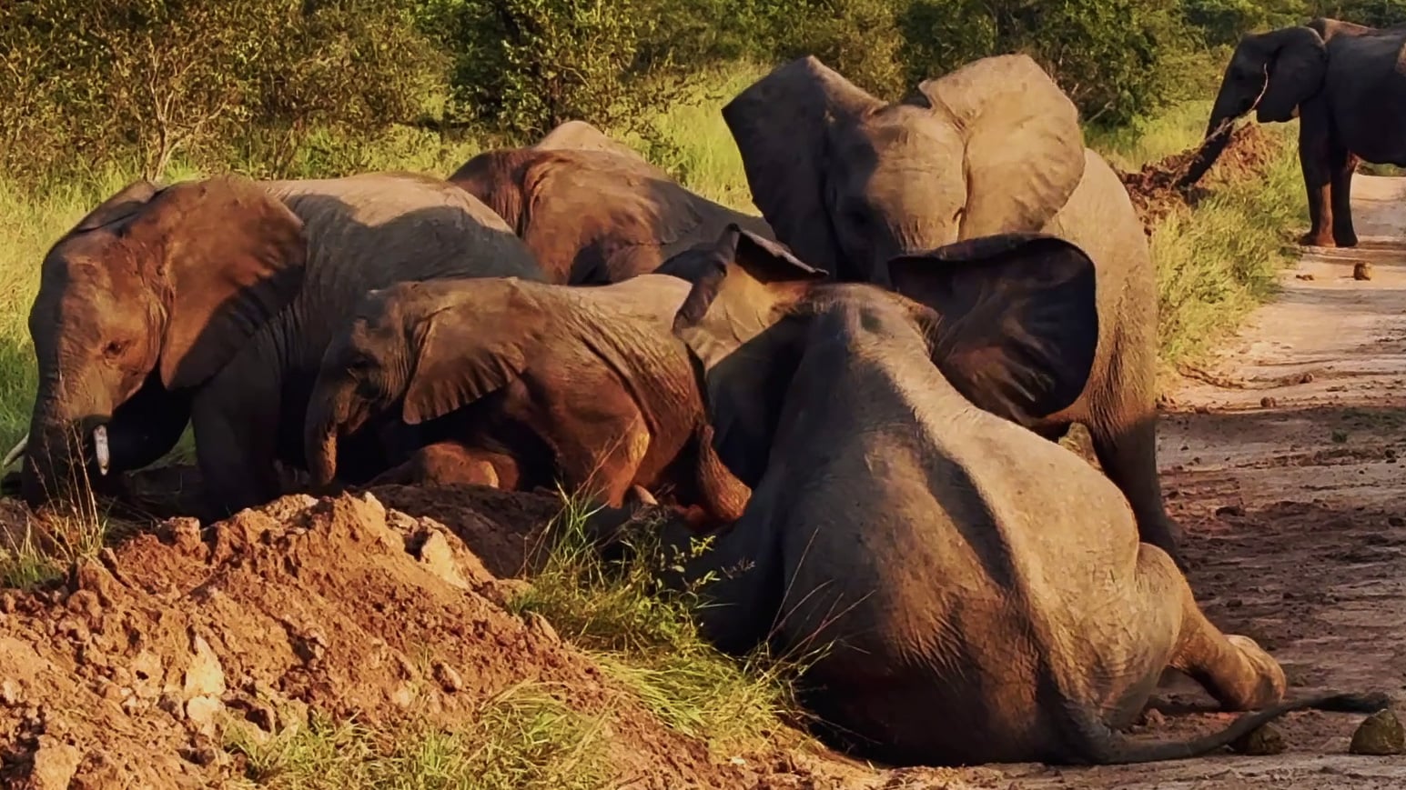 Adorable Elephants Take a Roll in the Mud 