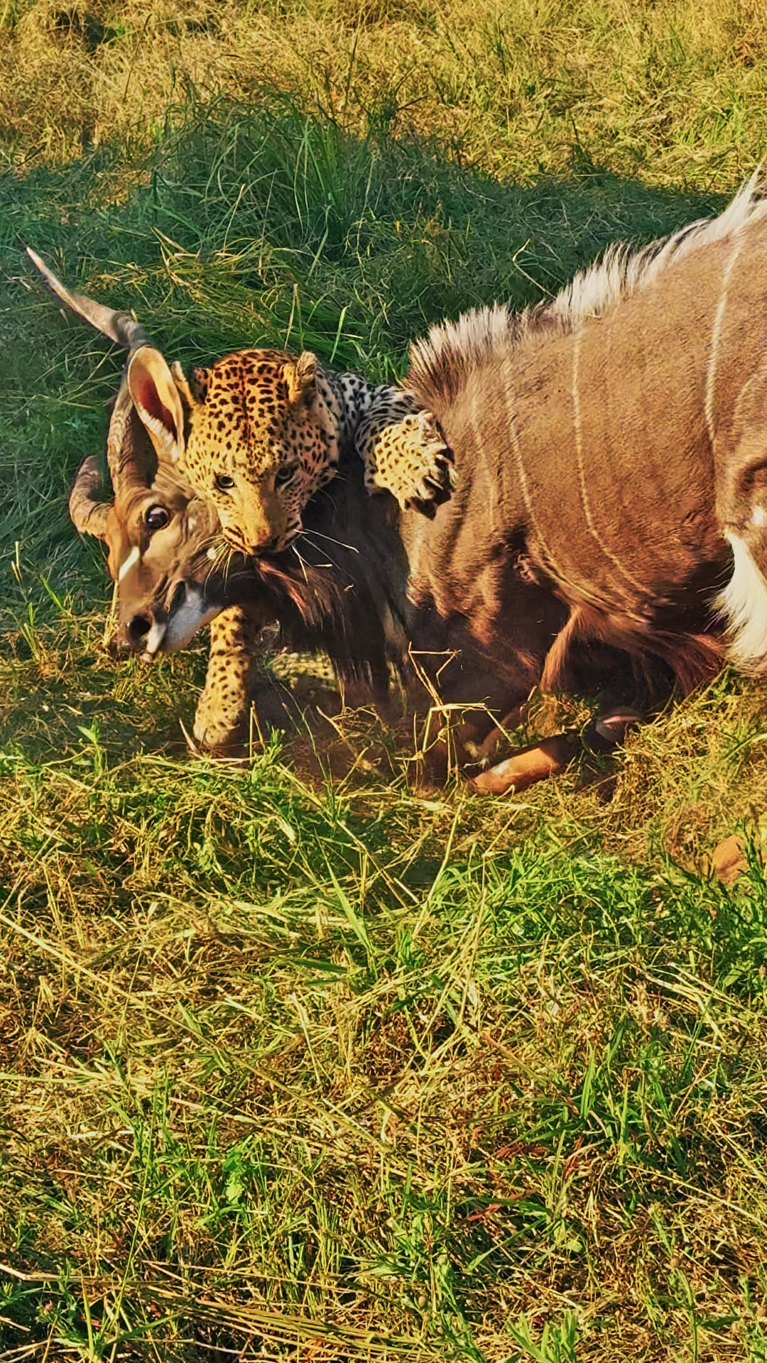 Male Leopard Shares Nyala With Hyena