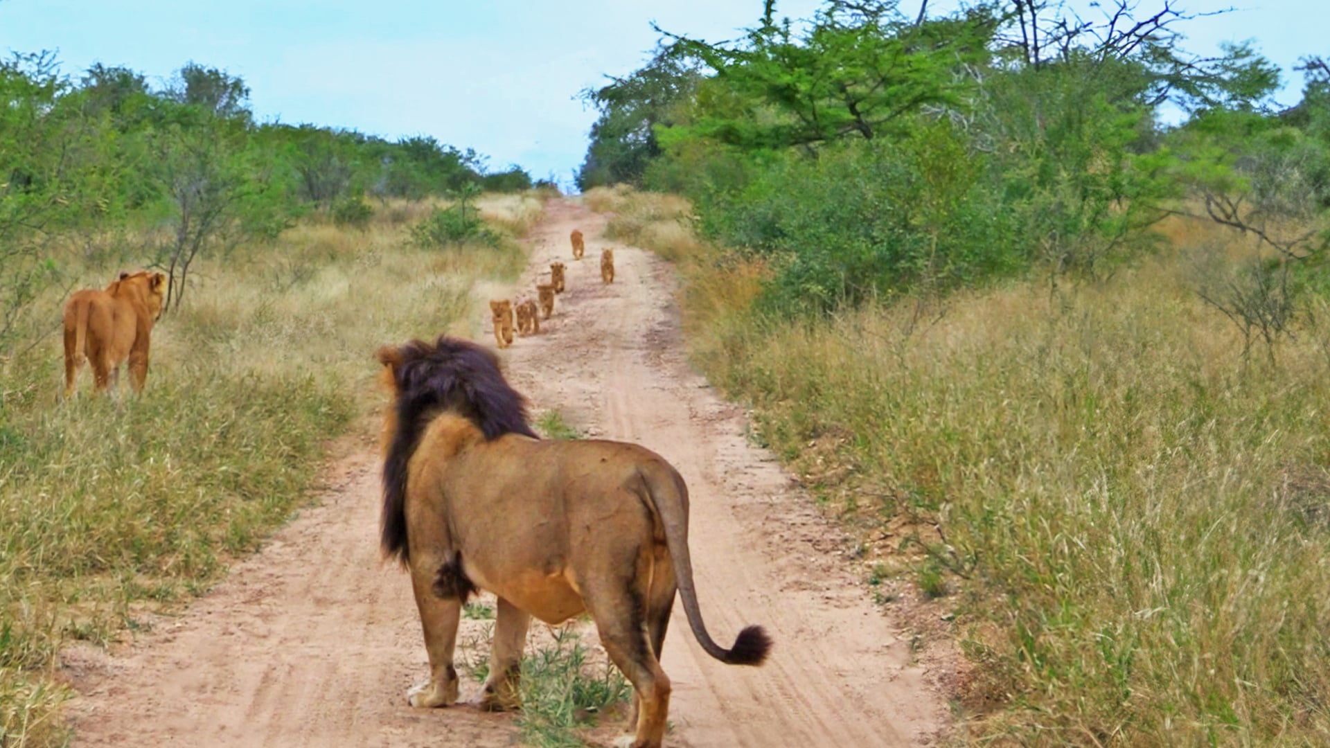 Adroable Lion Cubs Try to Catch Dad In The Road