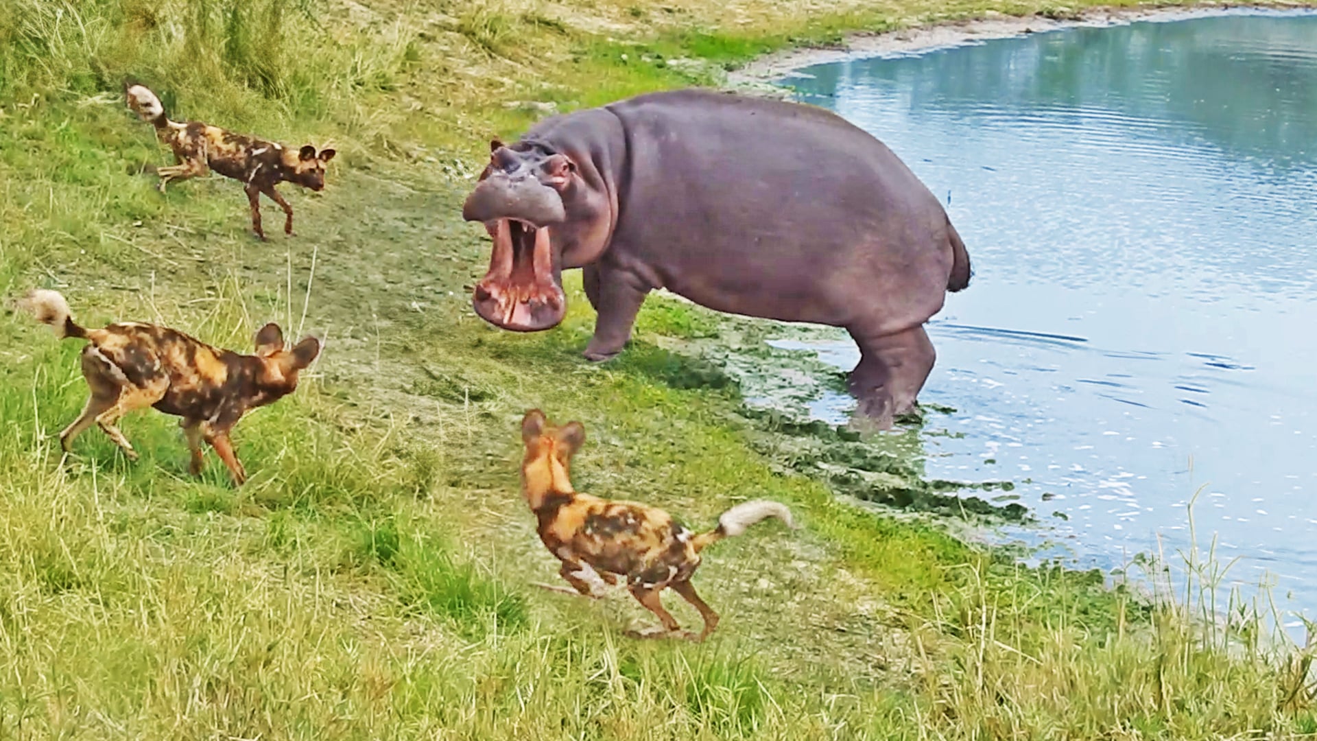 Hippo Has An Intense Standoff Against Pack of Wild Dogs