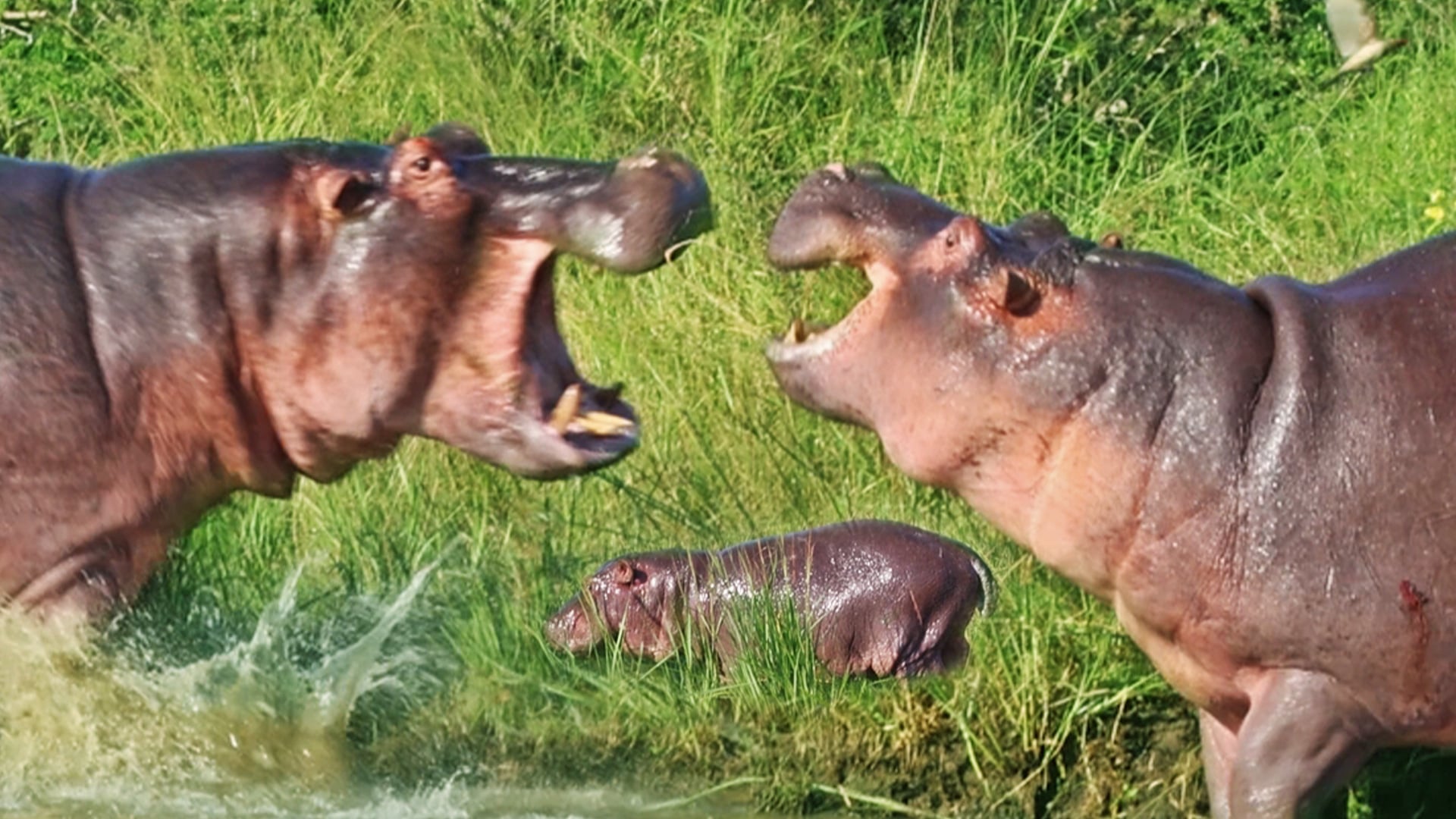 Brutal Hippos End a Baby
