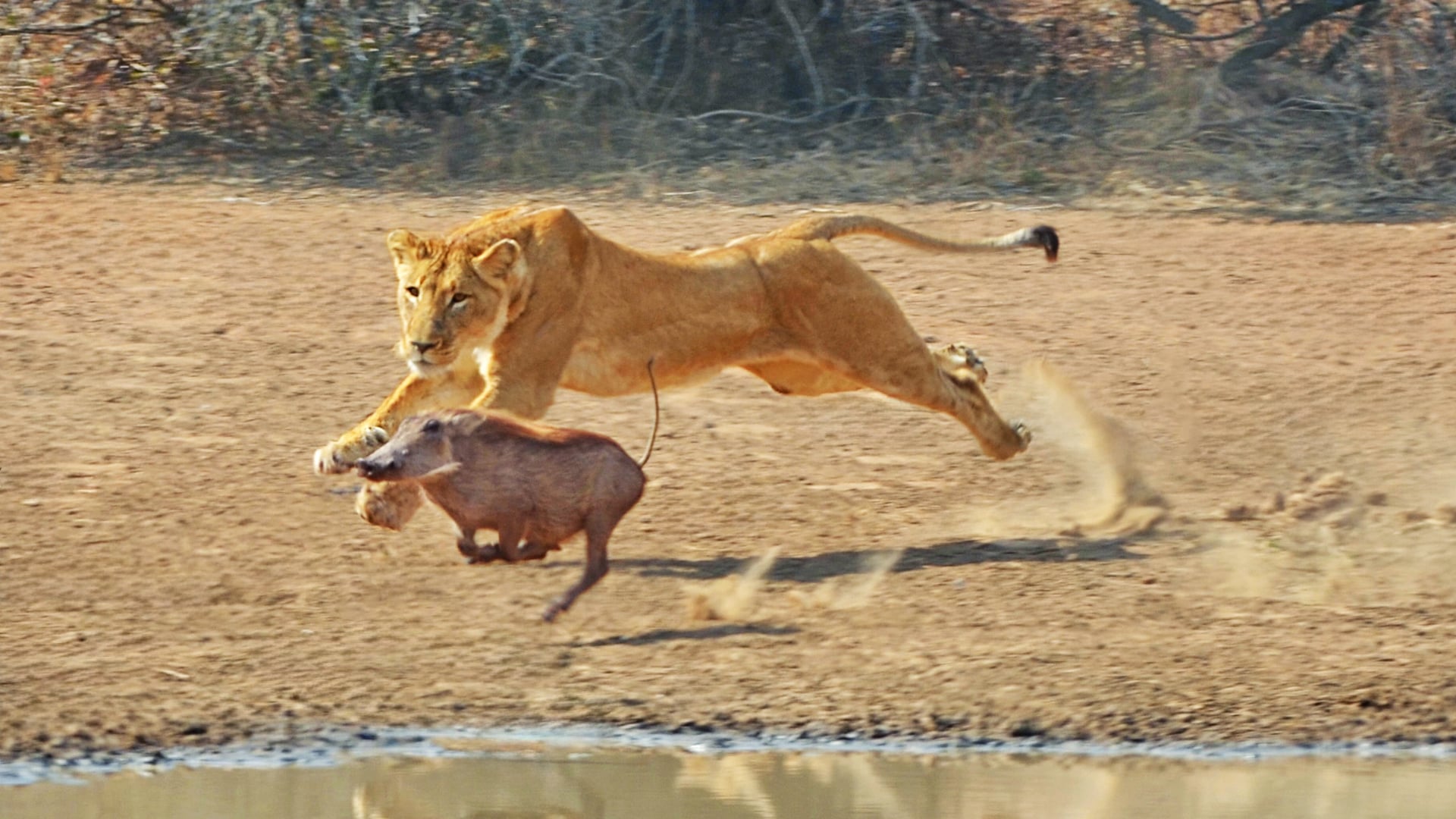 Lion Pride Shreds Warthog in Seconds 
