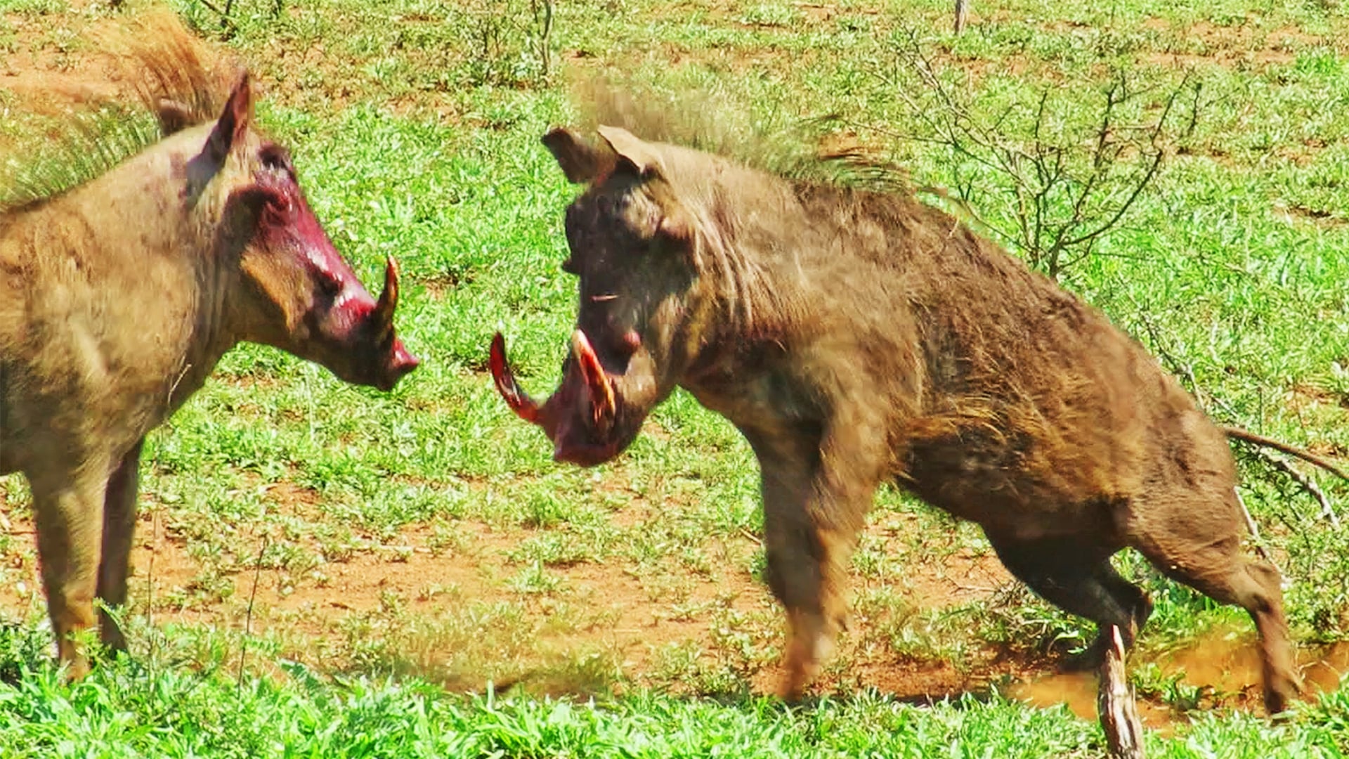 Warthogs Get Into a Brutal Fight