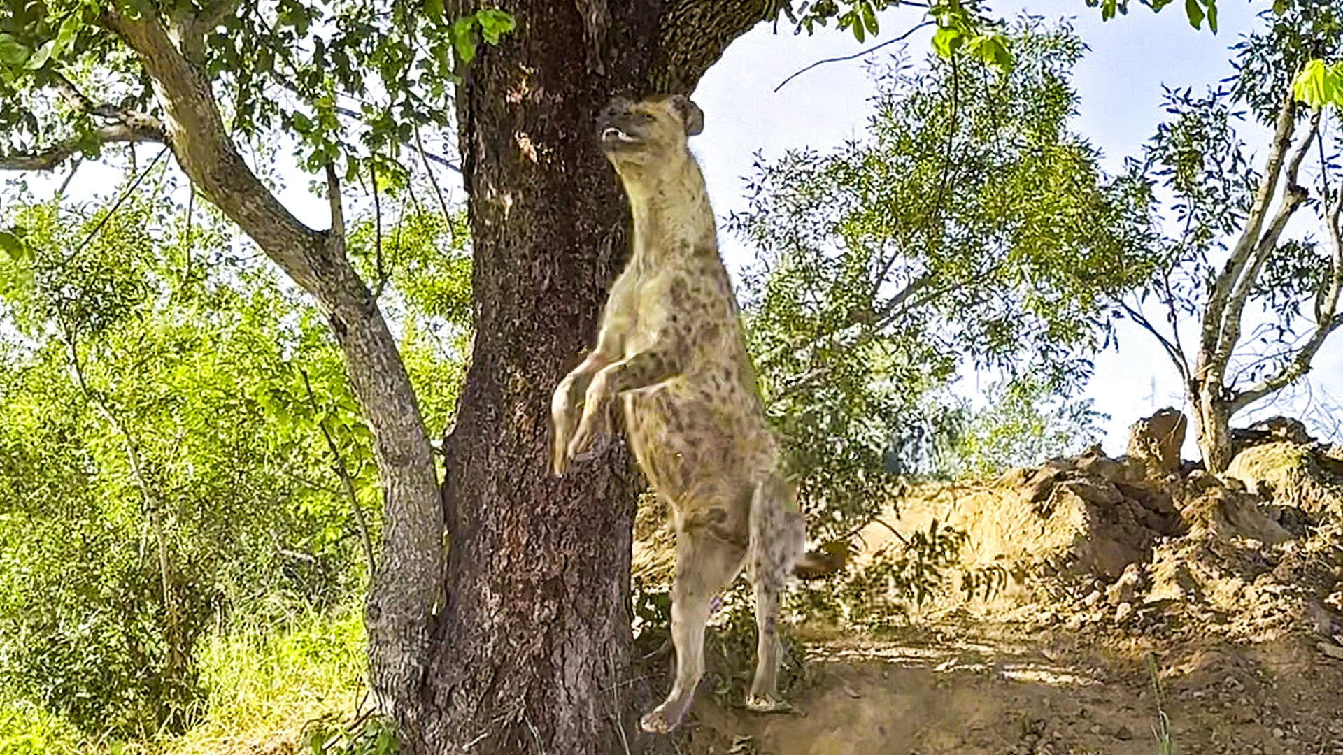 Hyena Goes Flying To Catch a Leopard In a Tree 