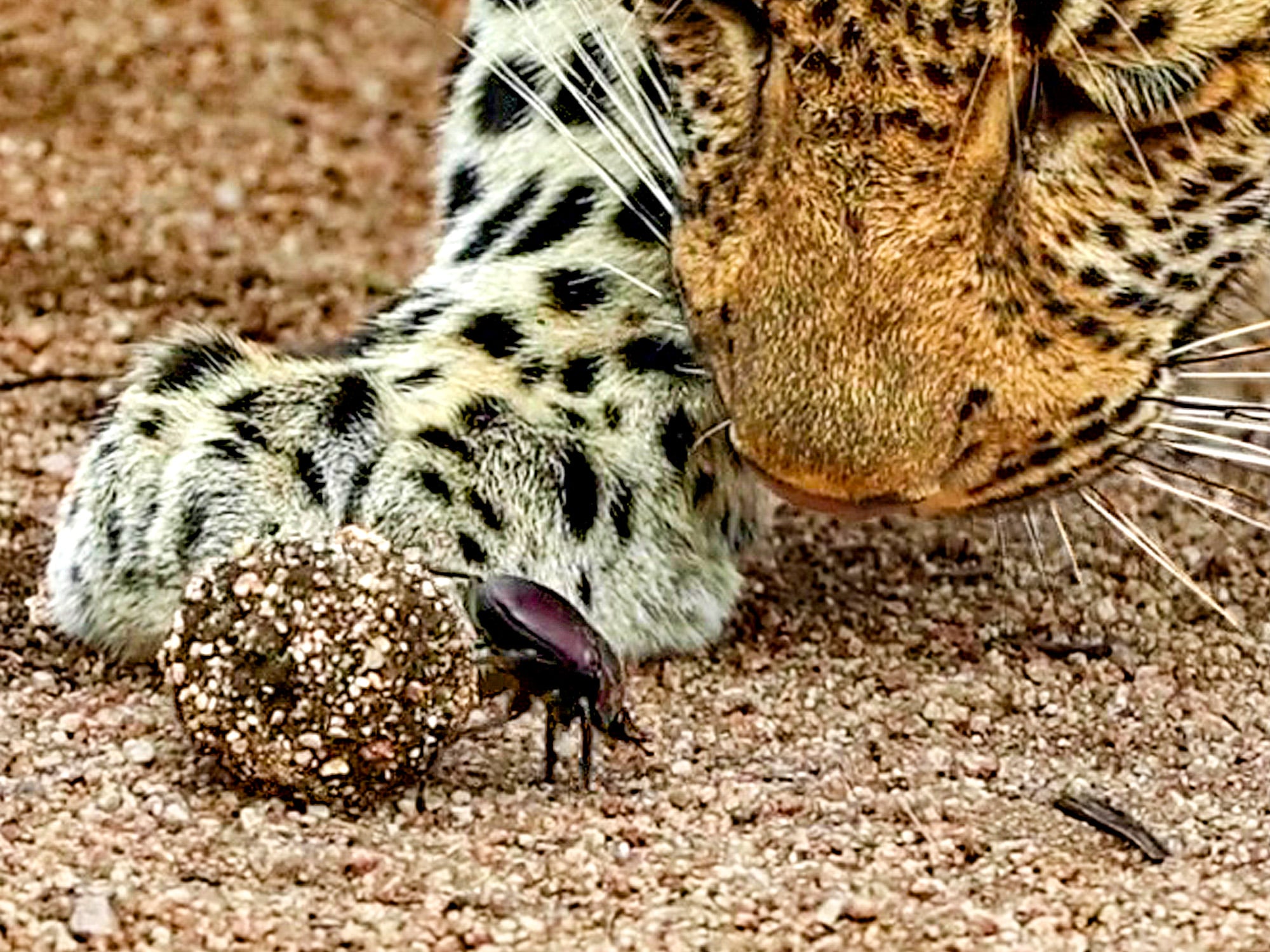 Curious Leopard Comes to Investigate Dung Beetle