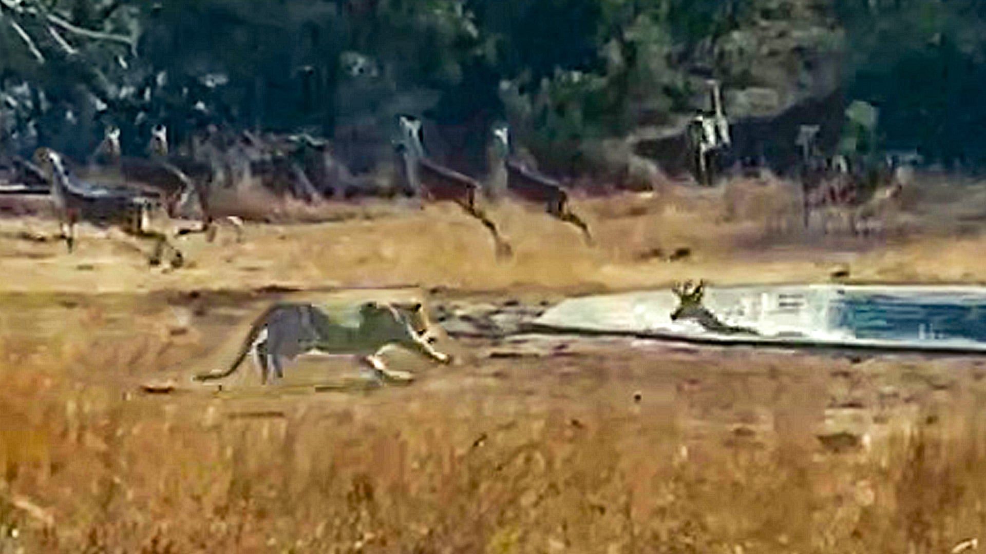 Leopard Catches An Impala Trapped In a Watering Hole