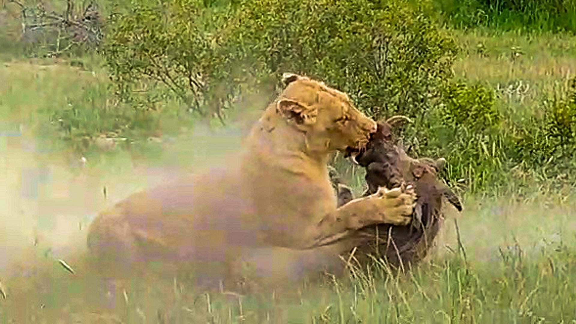 Lioness Pulls Screaming Warthog Out Of Burrow