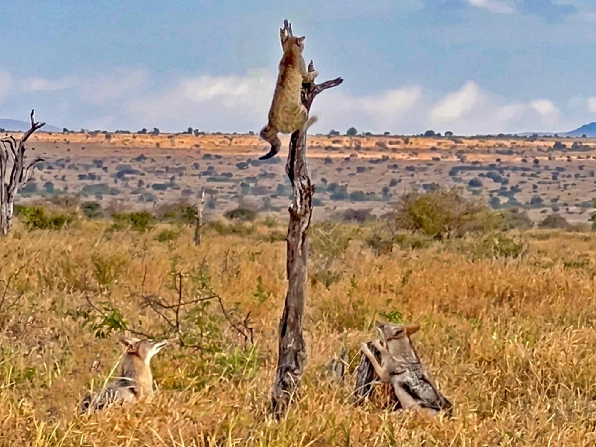 2 Jackles Trap an African Wild Cat In A Tree