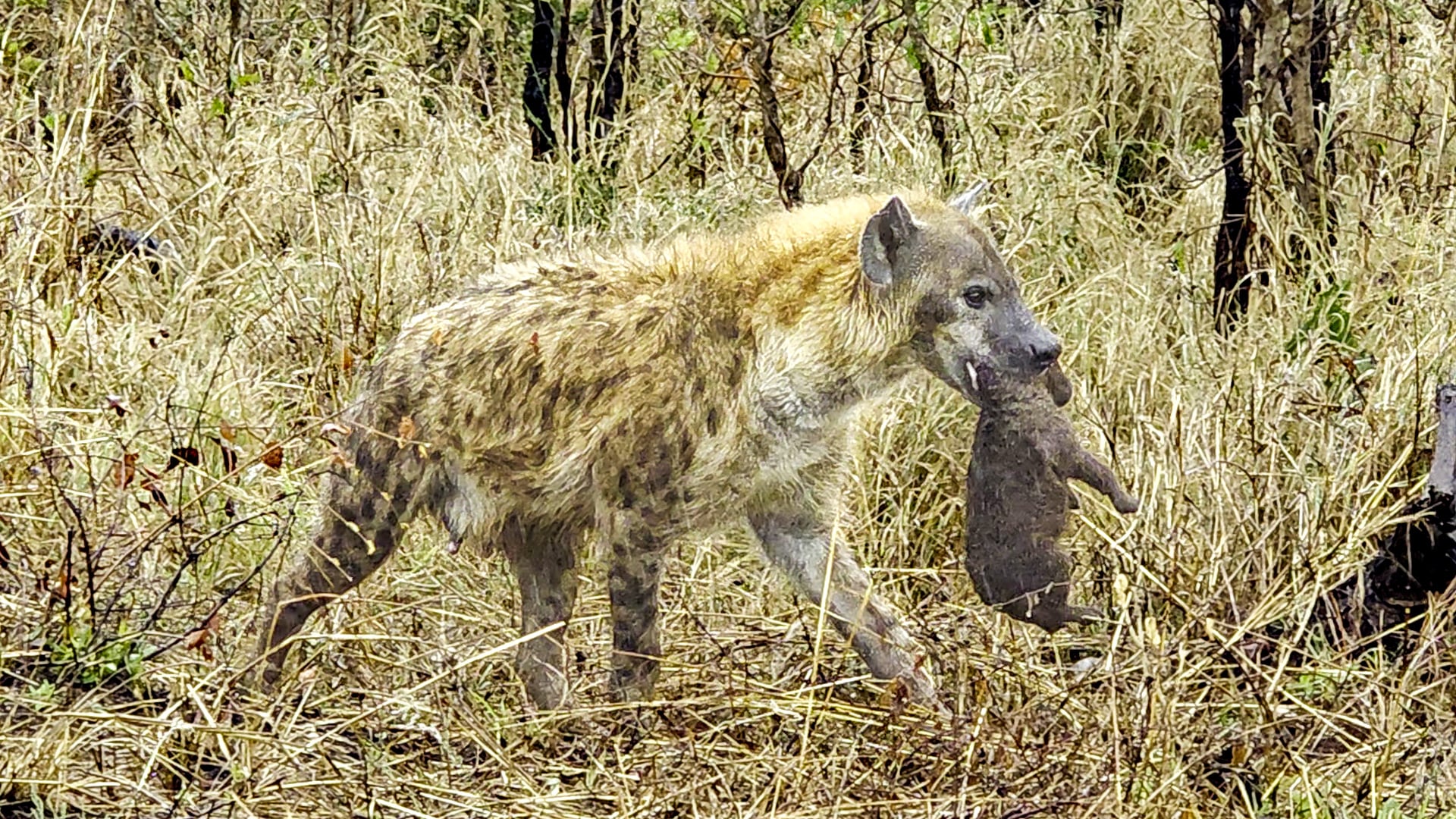 Hyena Mom Carries Baby Across The Road After Their Den Flooded