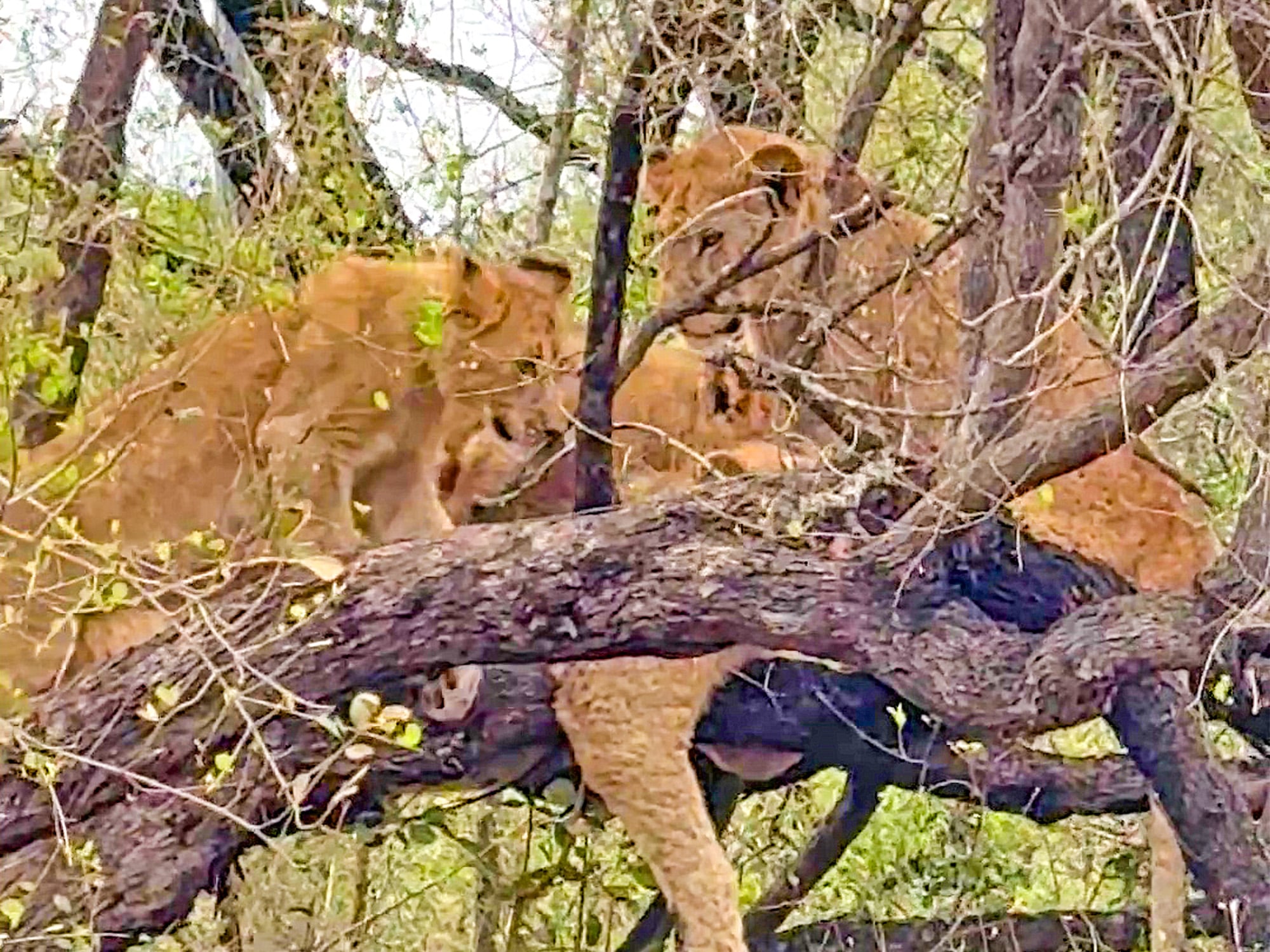 Adorable Lion Cubs Cross The Road to Climb a Tree