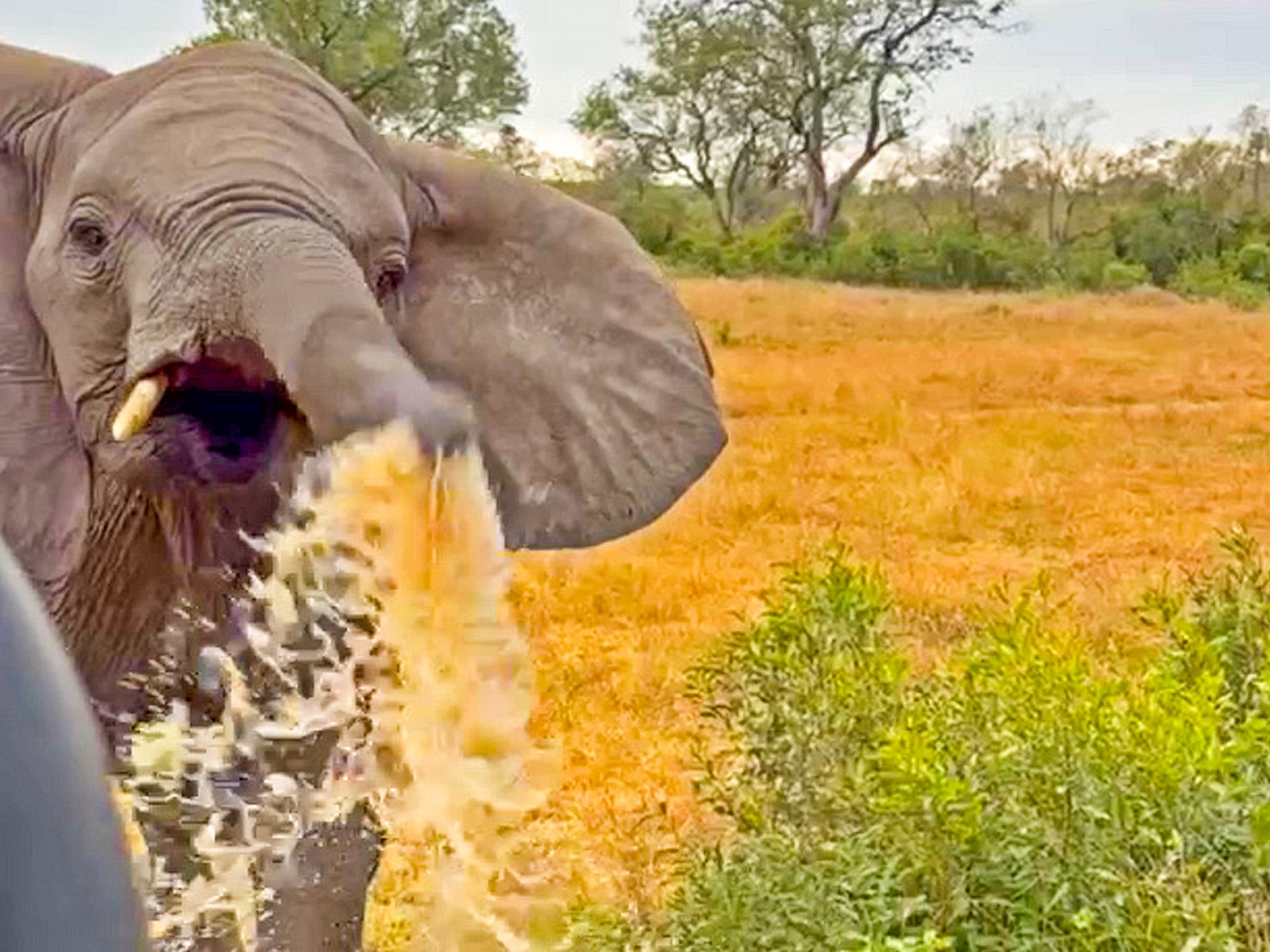 Funny Elephant Sprays Tourists 