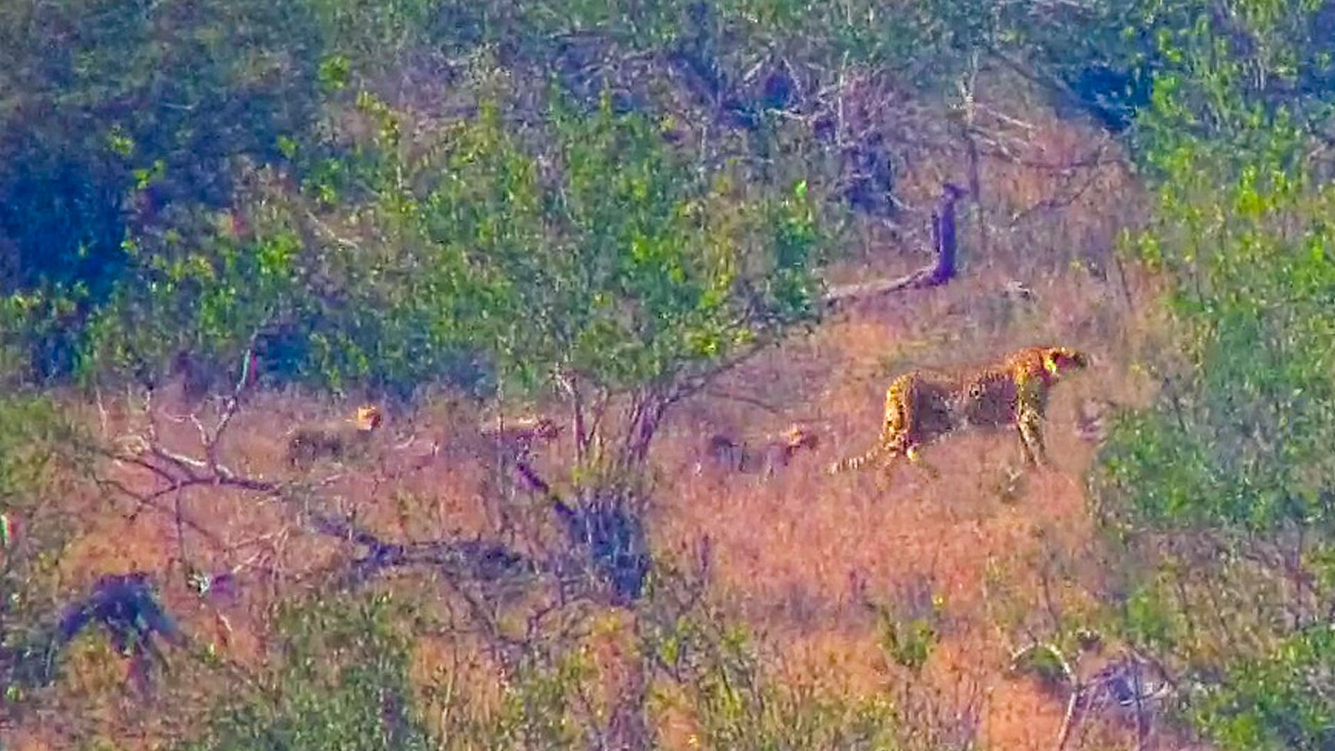 Cheetah Mom With 4 Cubs Now Only Has 3