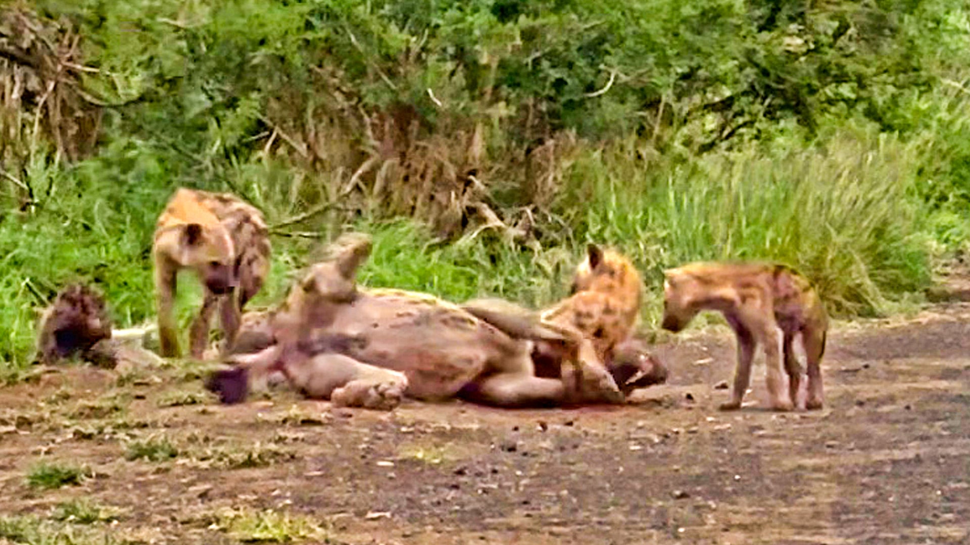 Naughty Hyena Cubs Team Up Against Mom