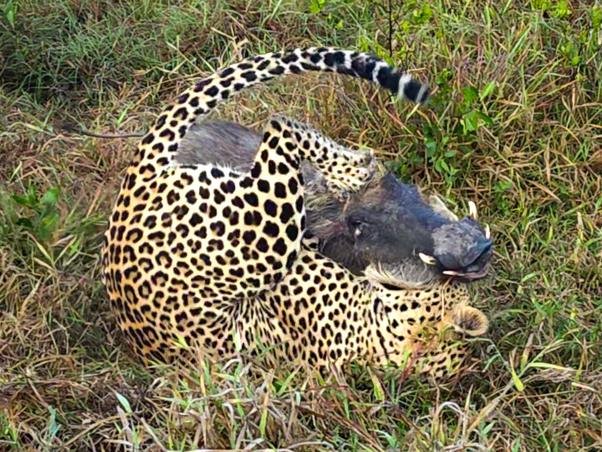 Leopard Takes Down A Massive Warthog 