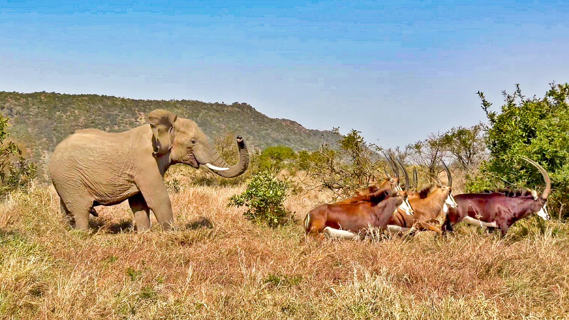 Elephant Chases Off a Herd of Sable Antelope 