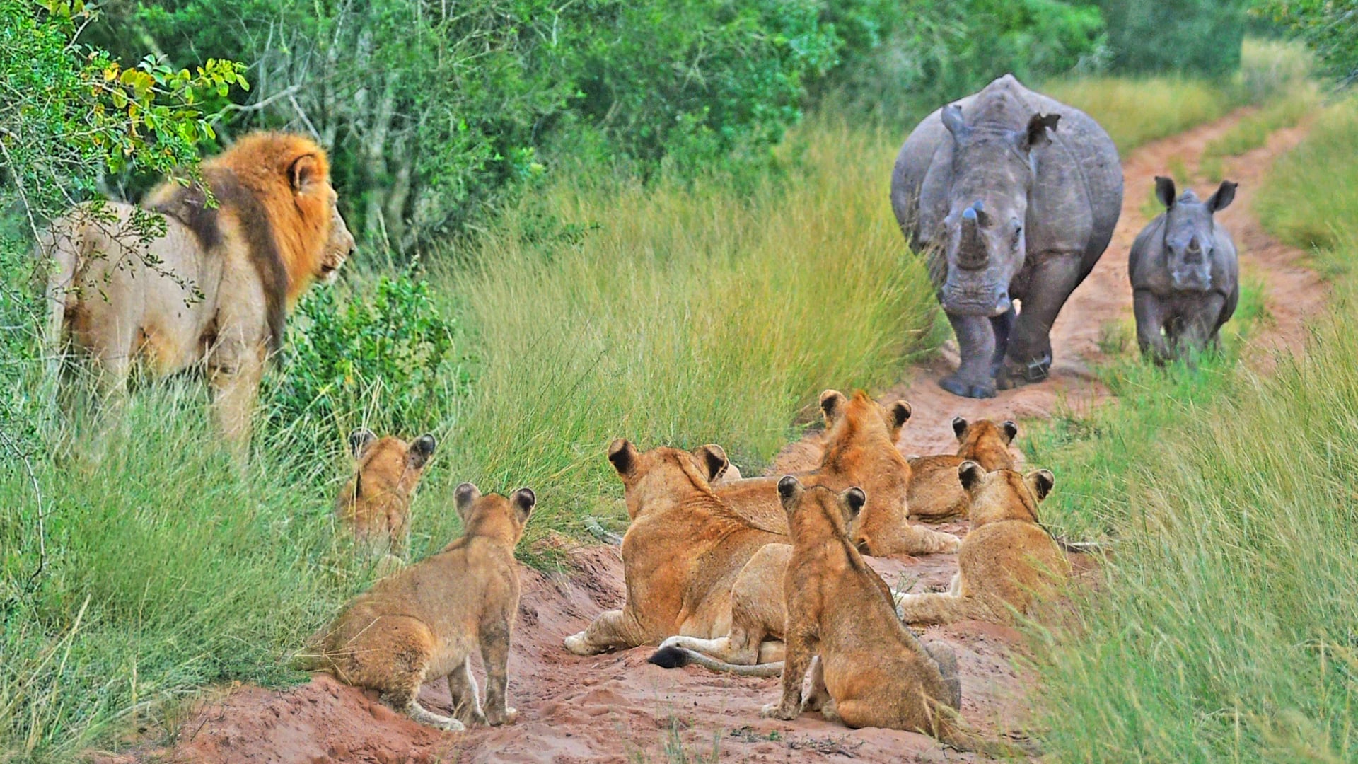 Rhino Baby Teaches 10 Lions That He’s The King of The Road