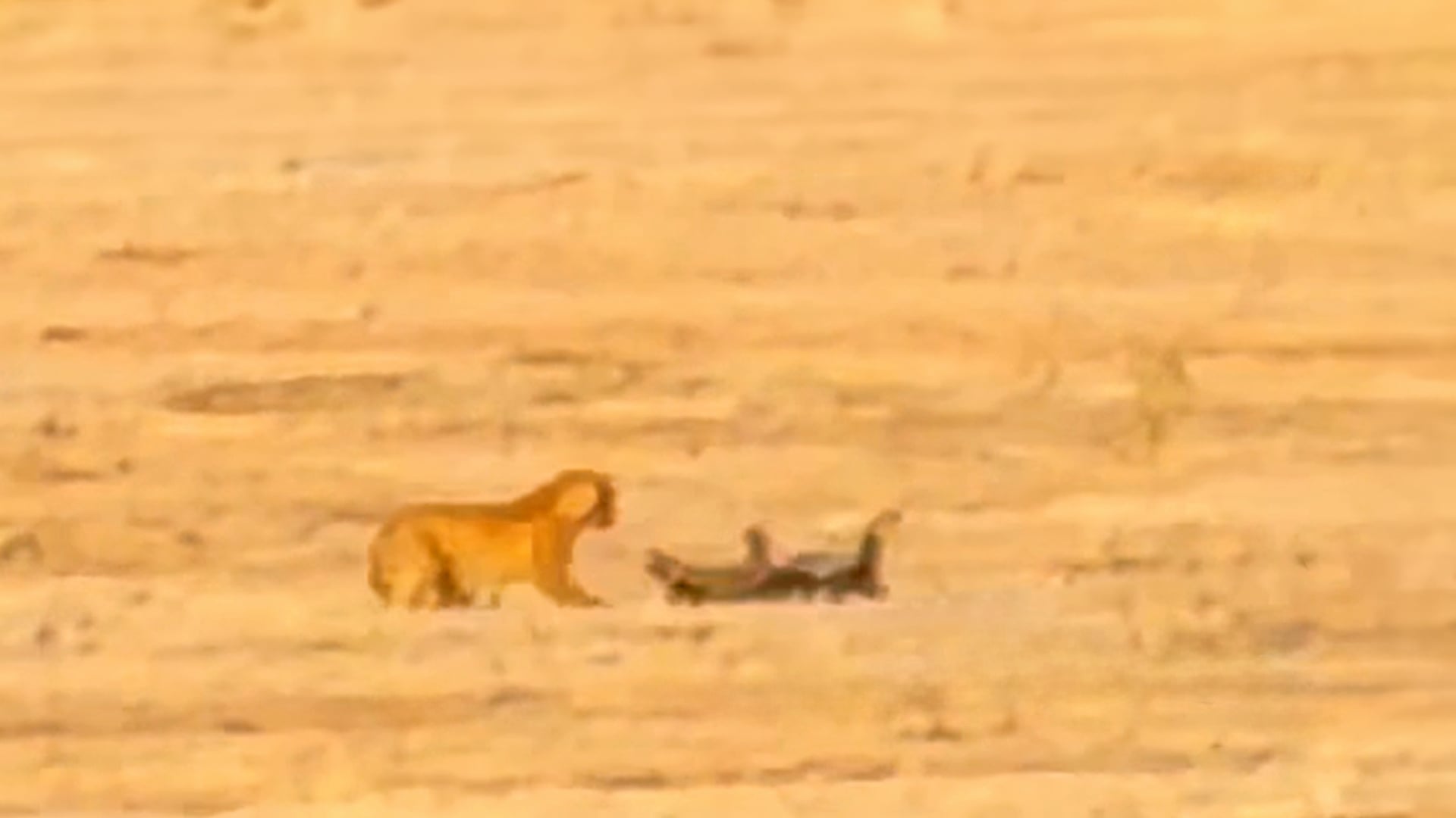Leopard Humbled After Picking Fight With 2 Honey Badgers