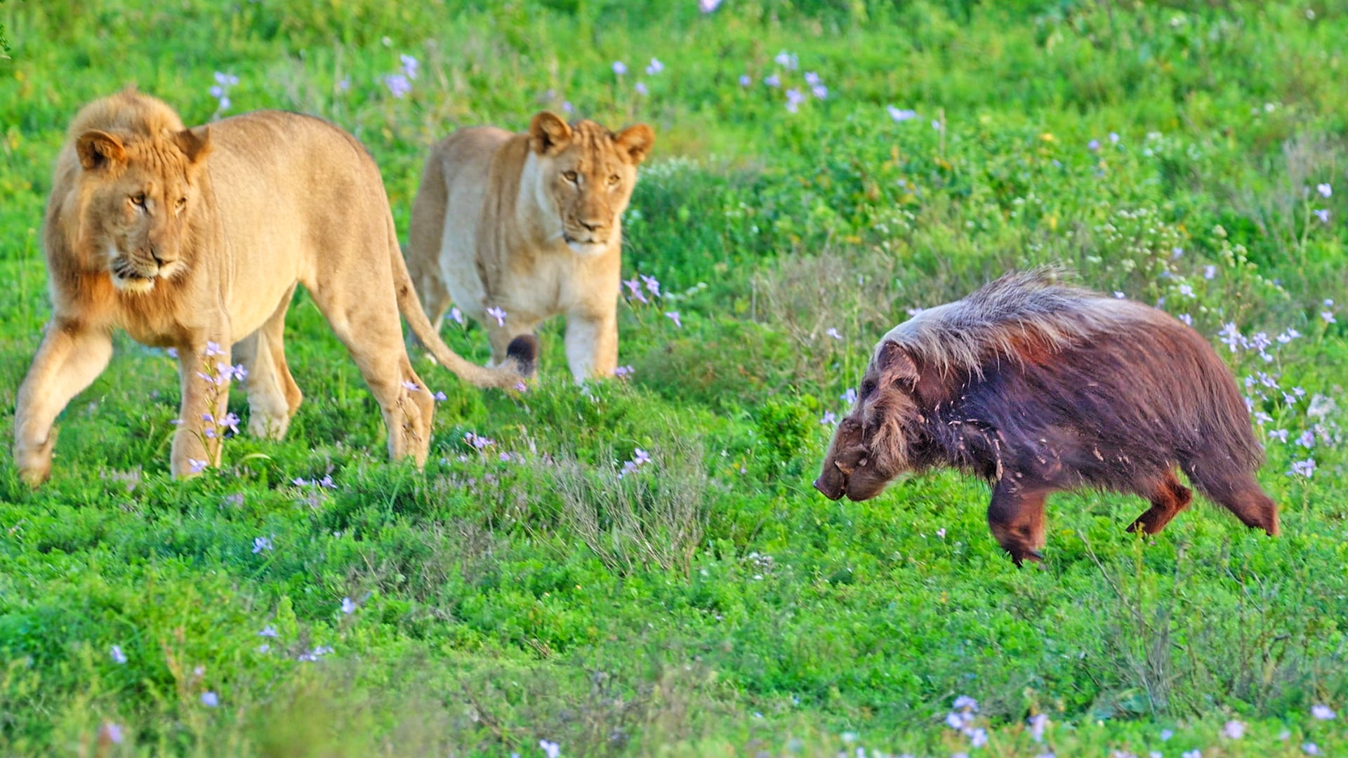 Cornered Bushpig Tries Fighting 5 Lions