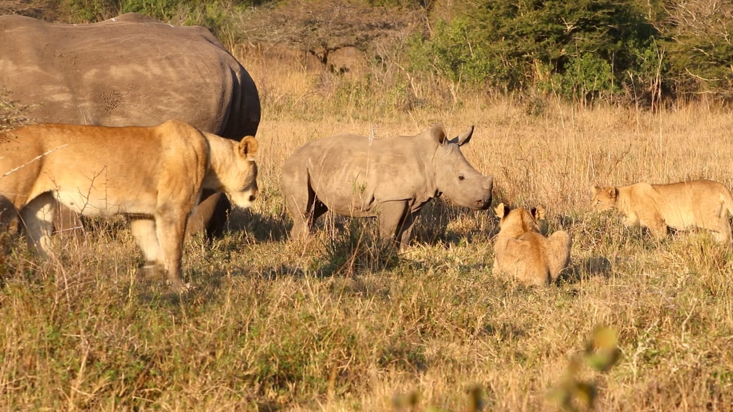 Rhino Calf and Mom Stand Up to Lion Pride 