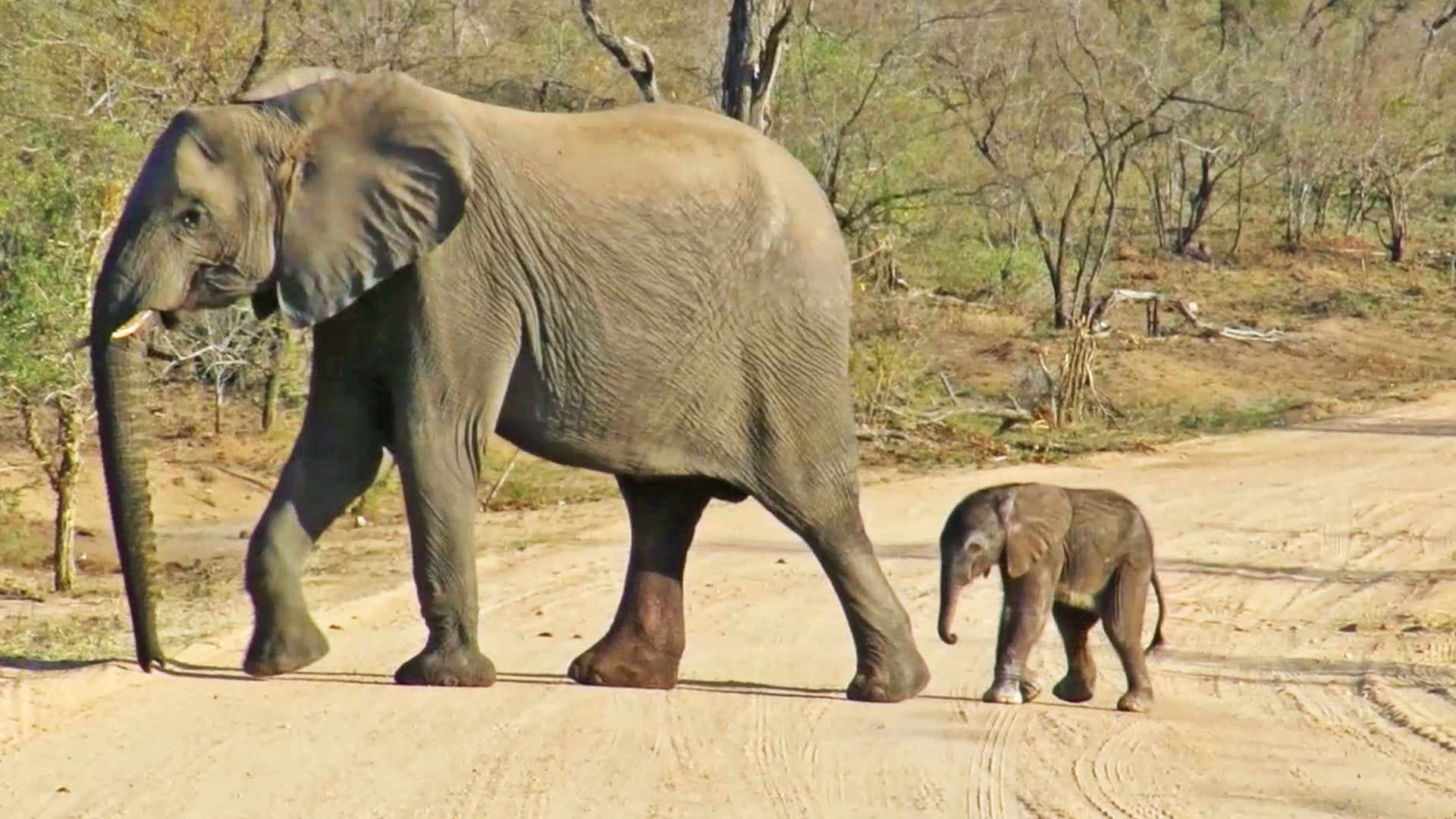 Newborn Baby Elephant Crosses The Road 