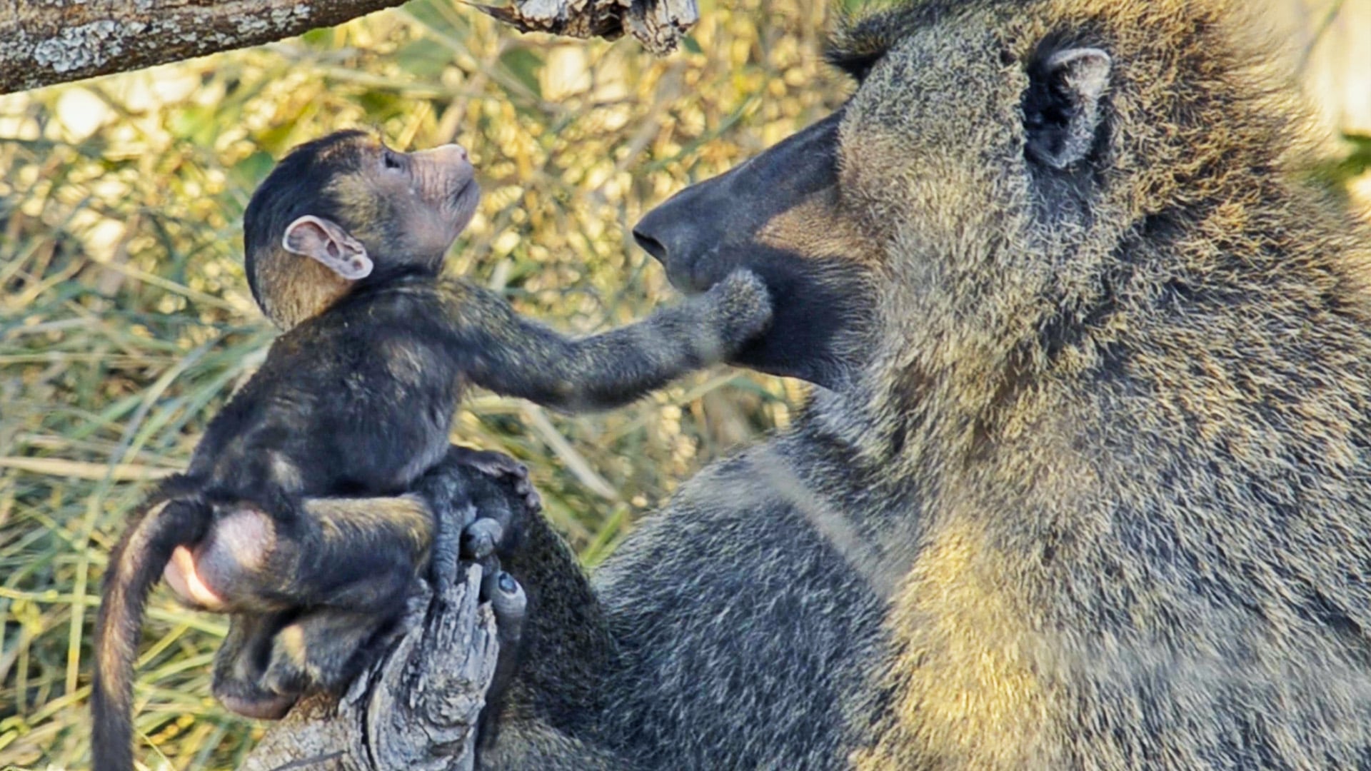Naughty Baby Baboon Troubles His Troop 