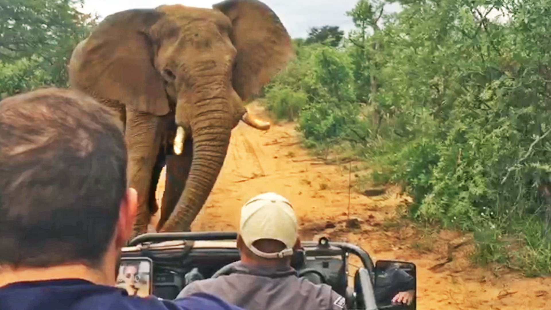 Elephant Pushes Safari Vehicle Out of the Way 